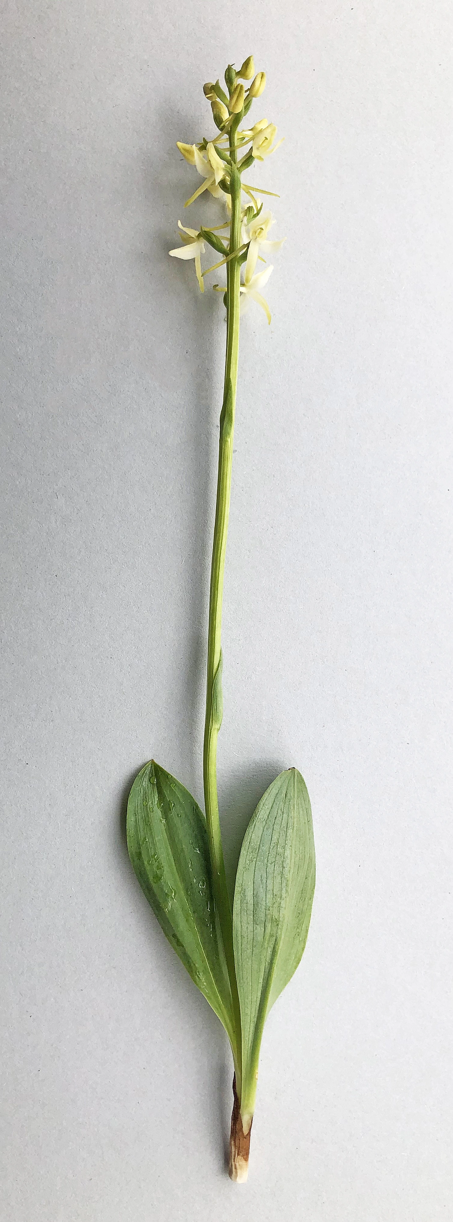 : Platanthera bifolia bifolia.