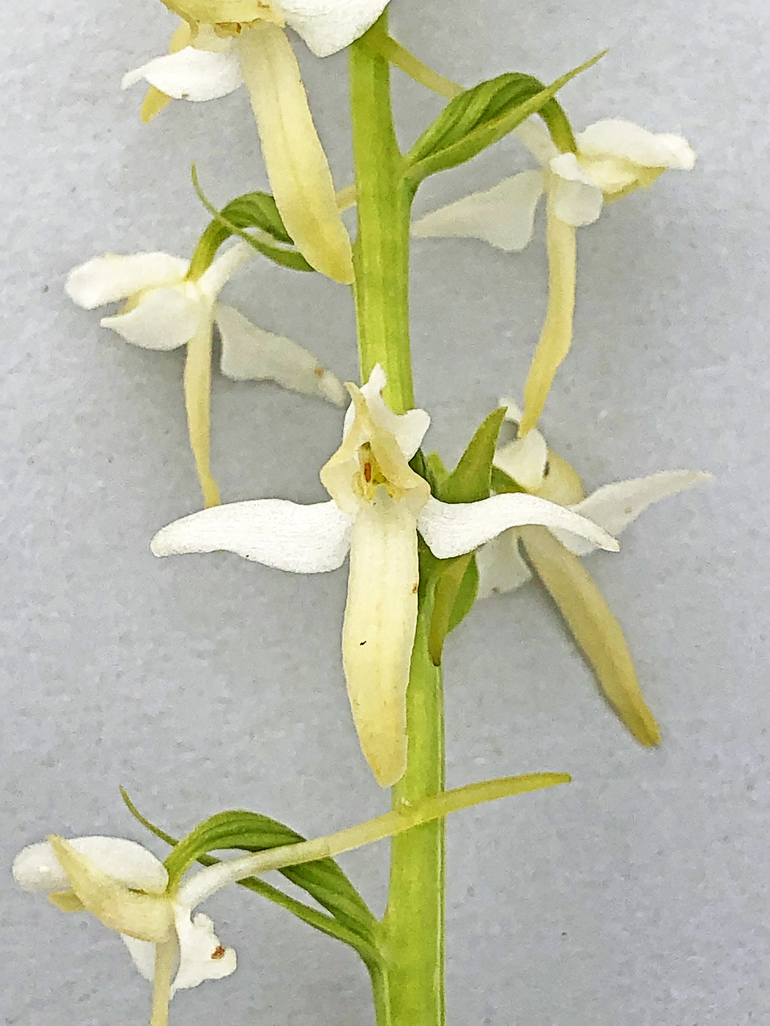 : Platanthera bifolia.