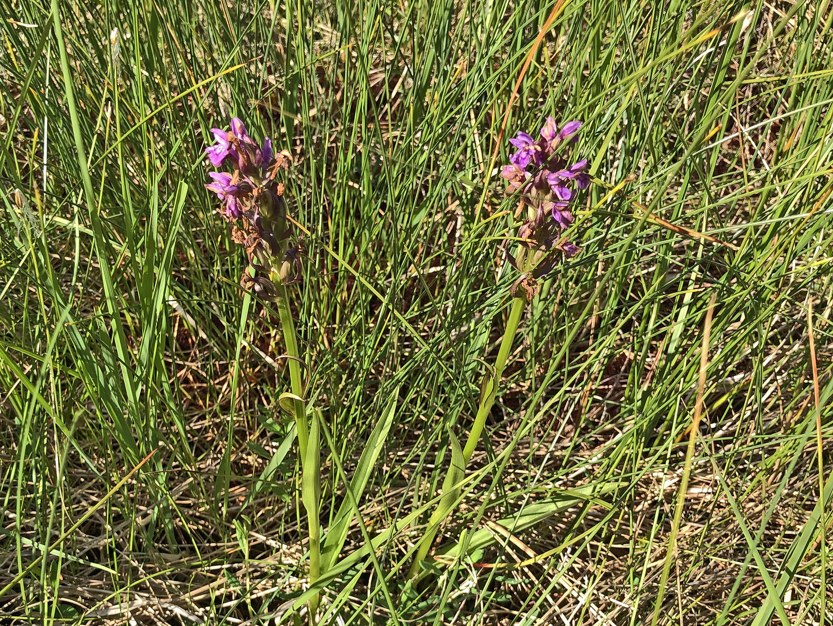 : Dactylorhiza majalis sphagnicola.