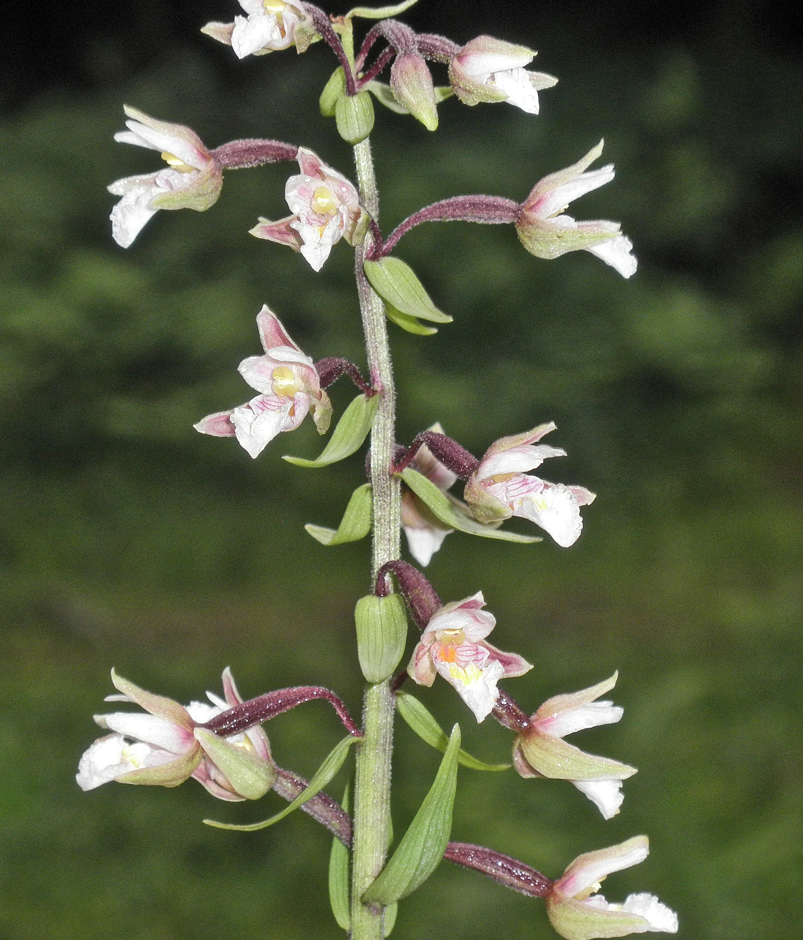 : Epipactis palustris.