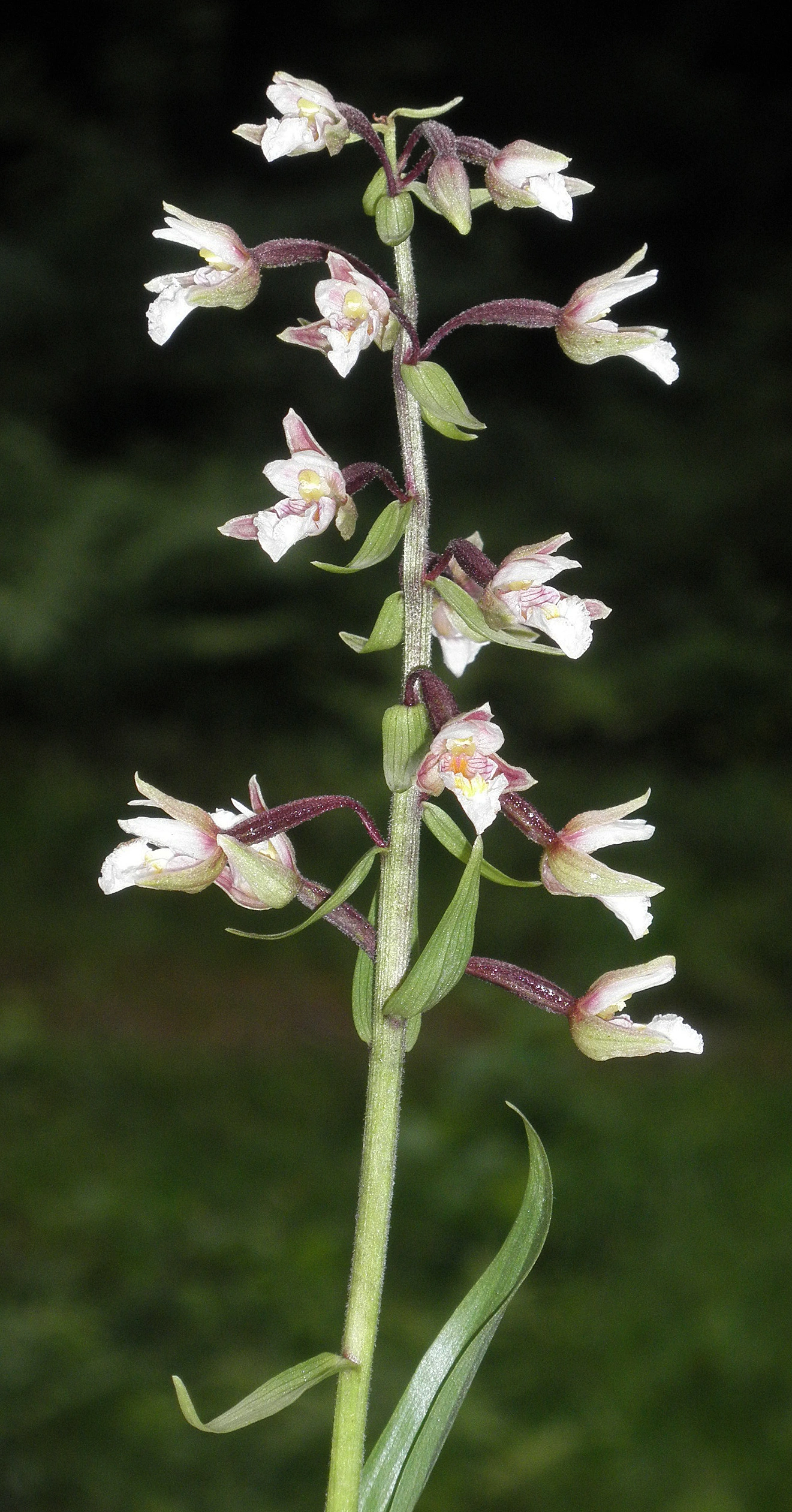 : Epipactis palustris.