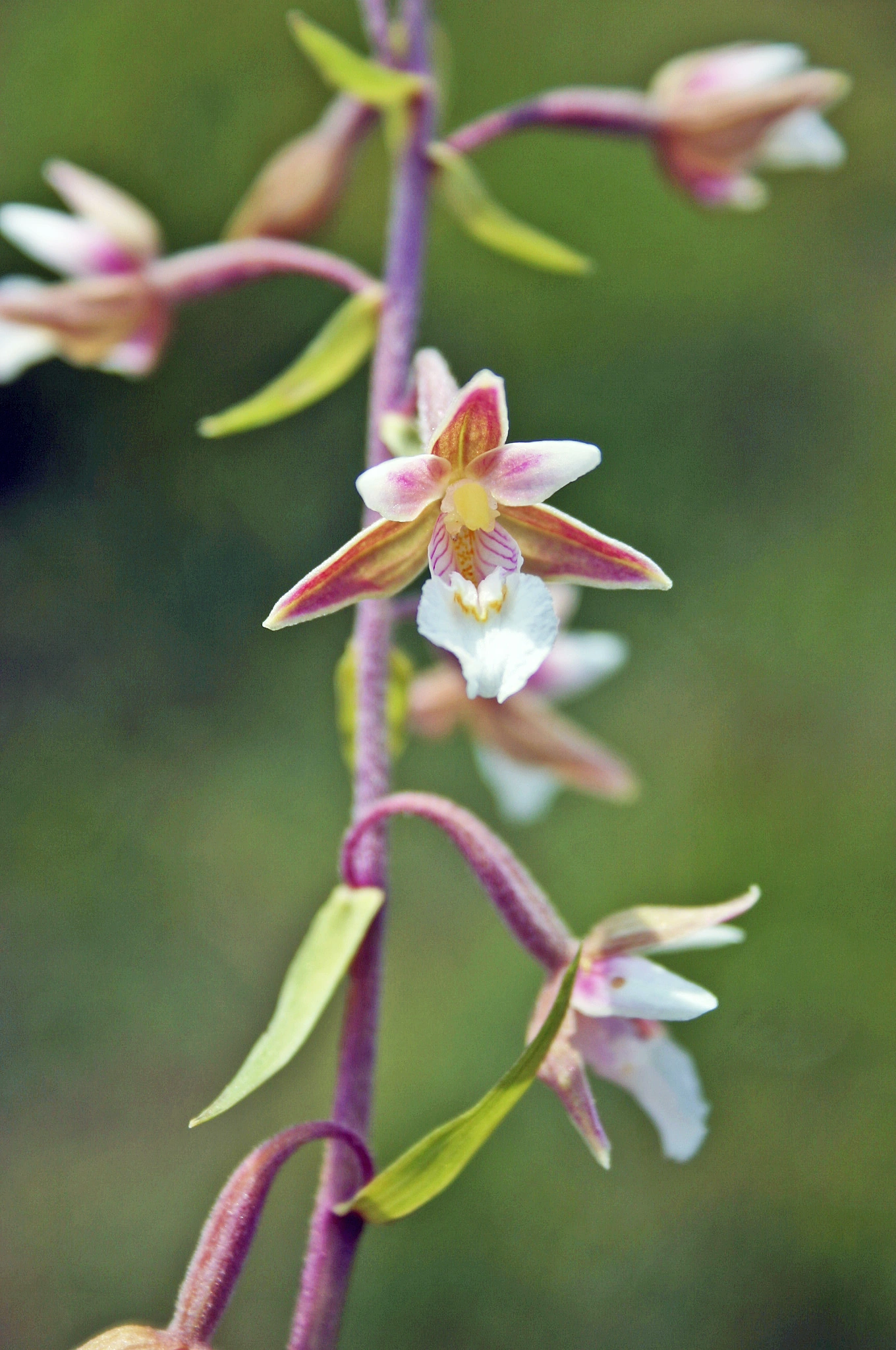 : Epipactis palustris.