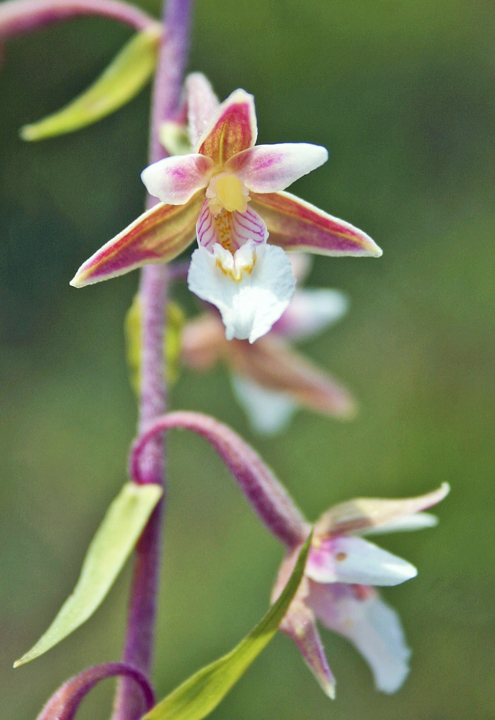 : Epipactis palustris.