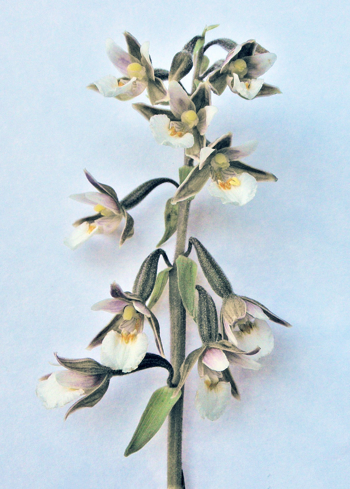 : Epipactis palustris.