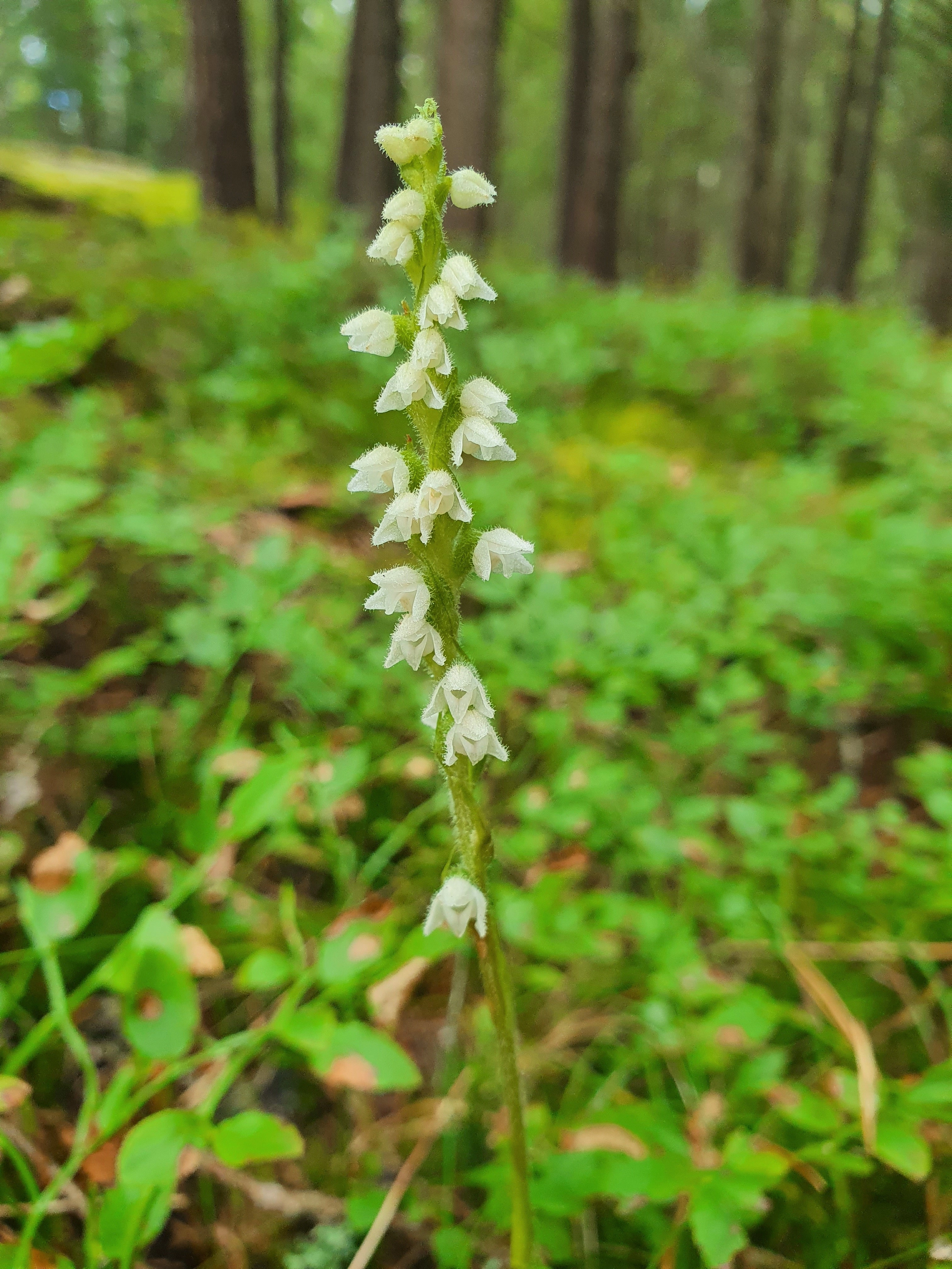 : Goodyera repens.