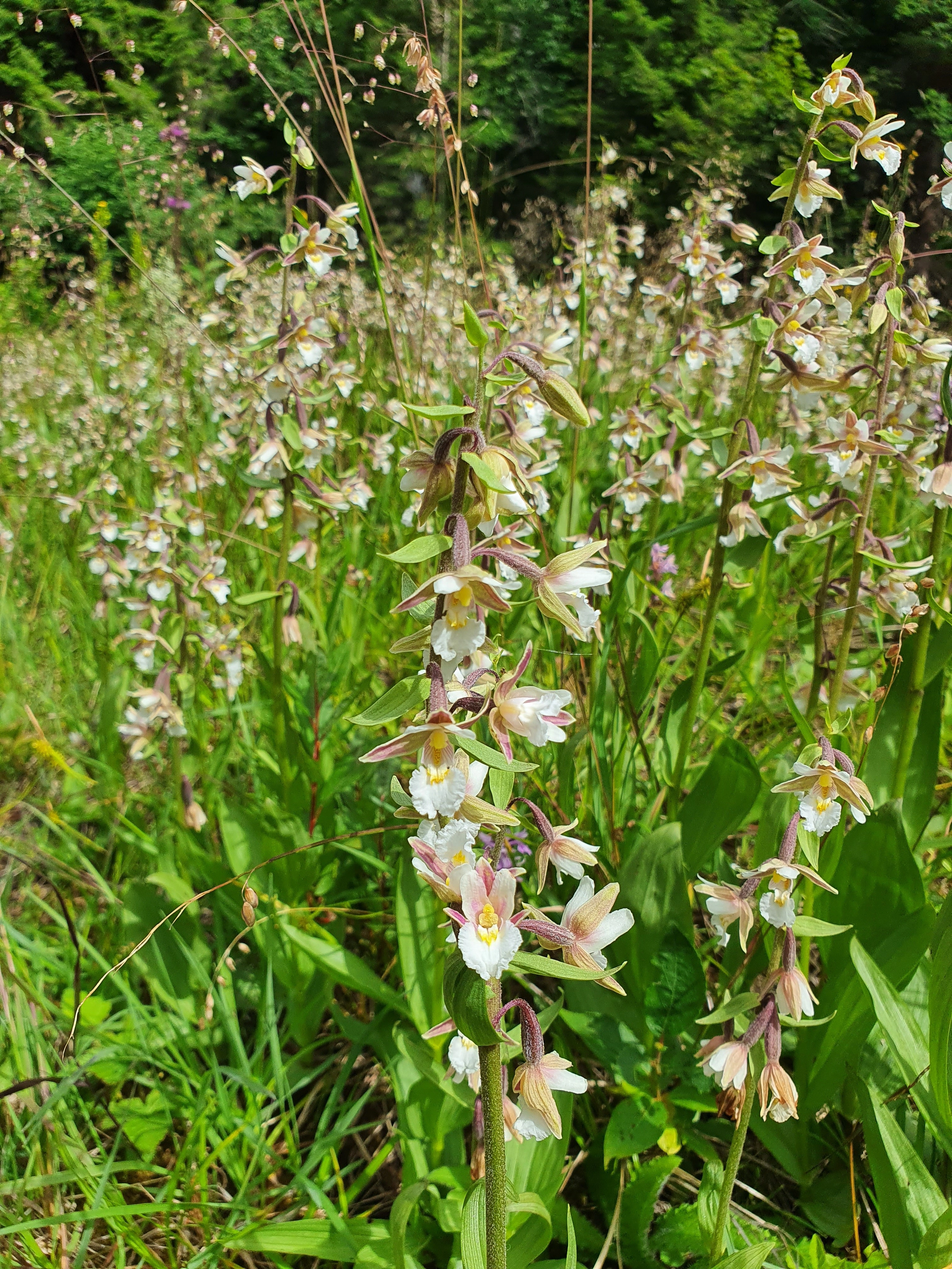 : Epipactis palustris.