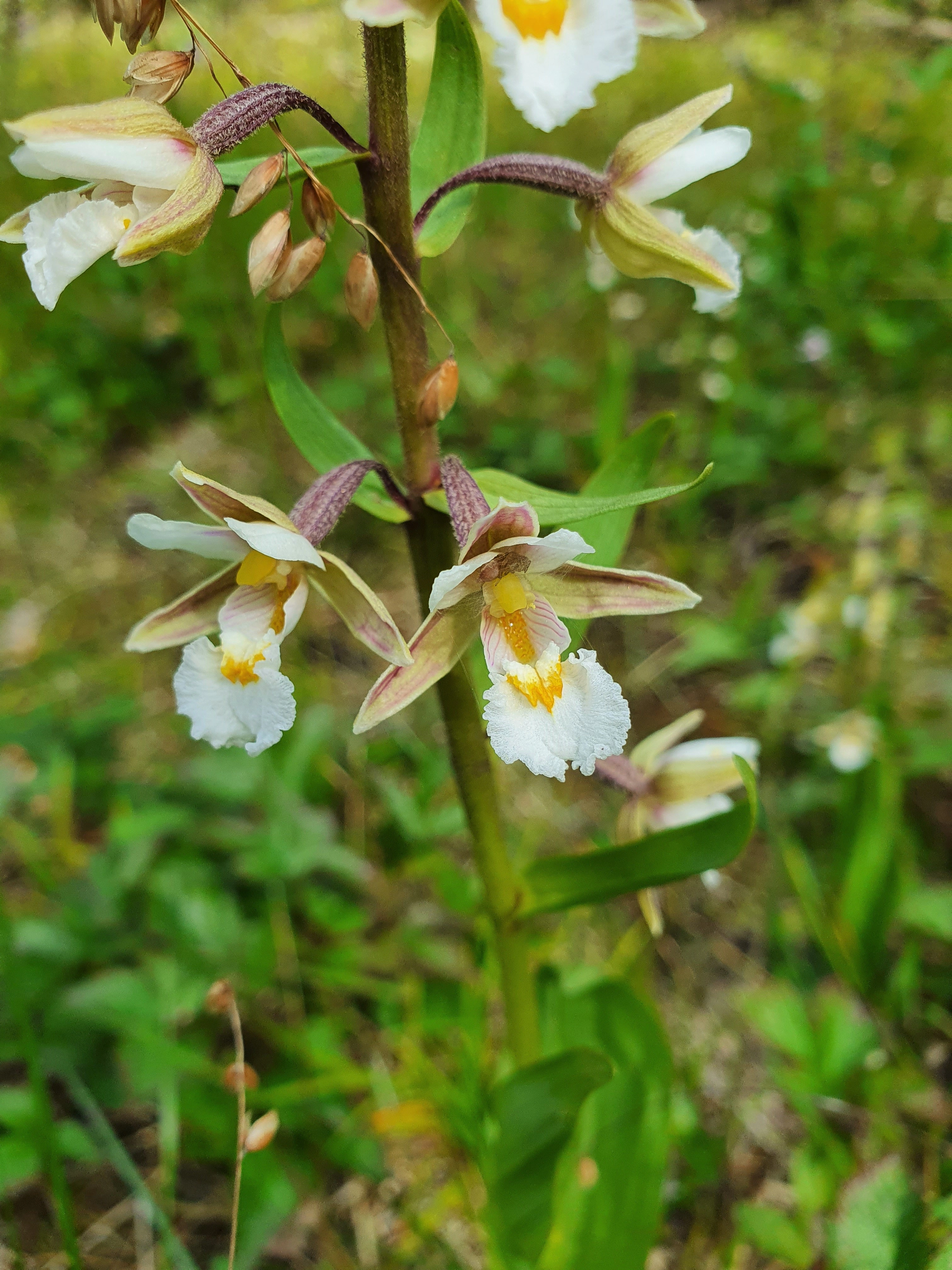 : Epipactis palustris.