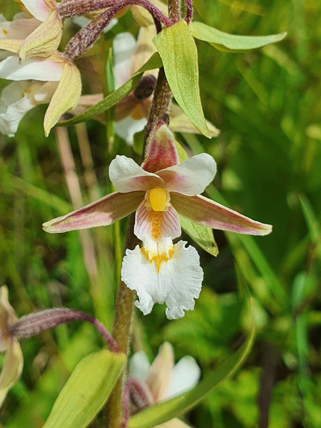 : Epipactis palustris.