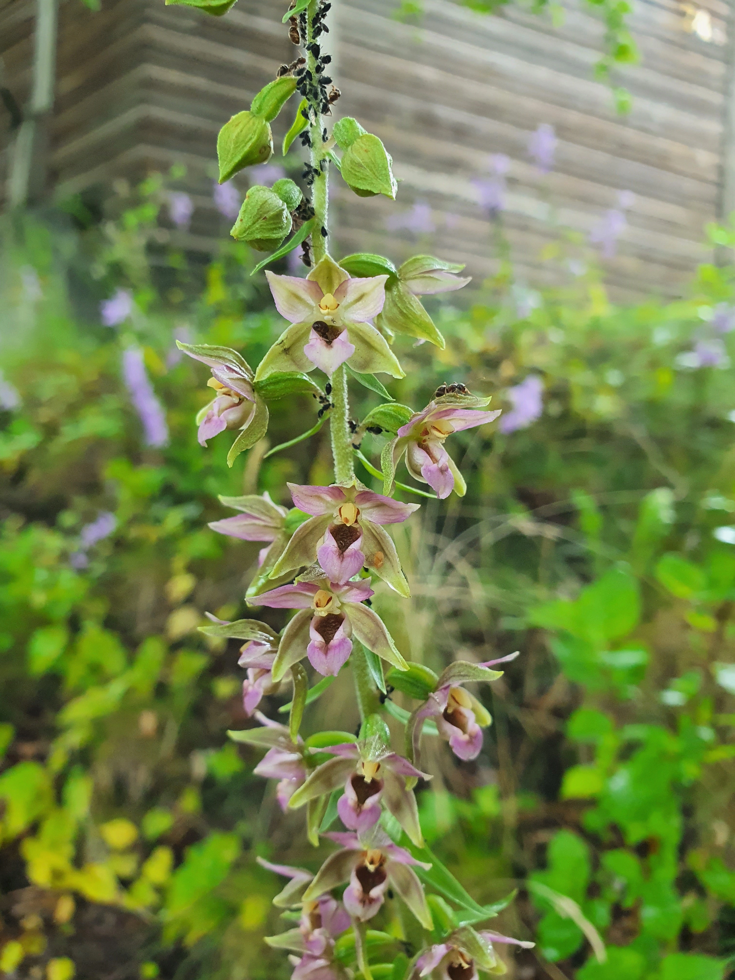 : Epipactis helleborine helleborine.