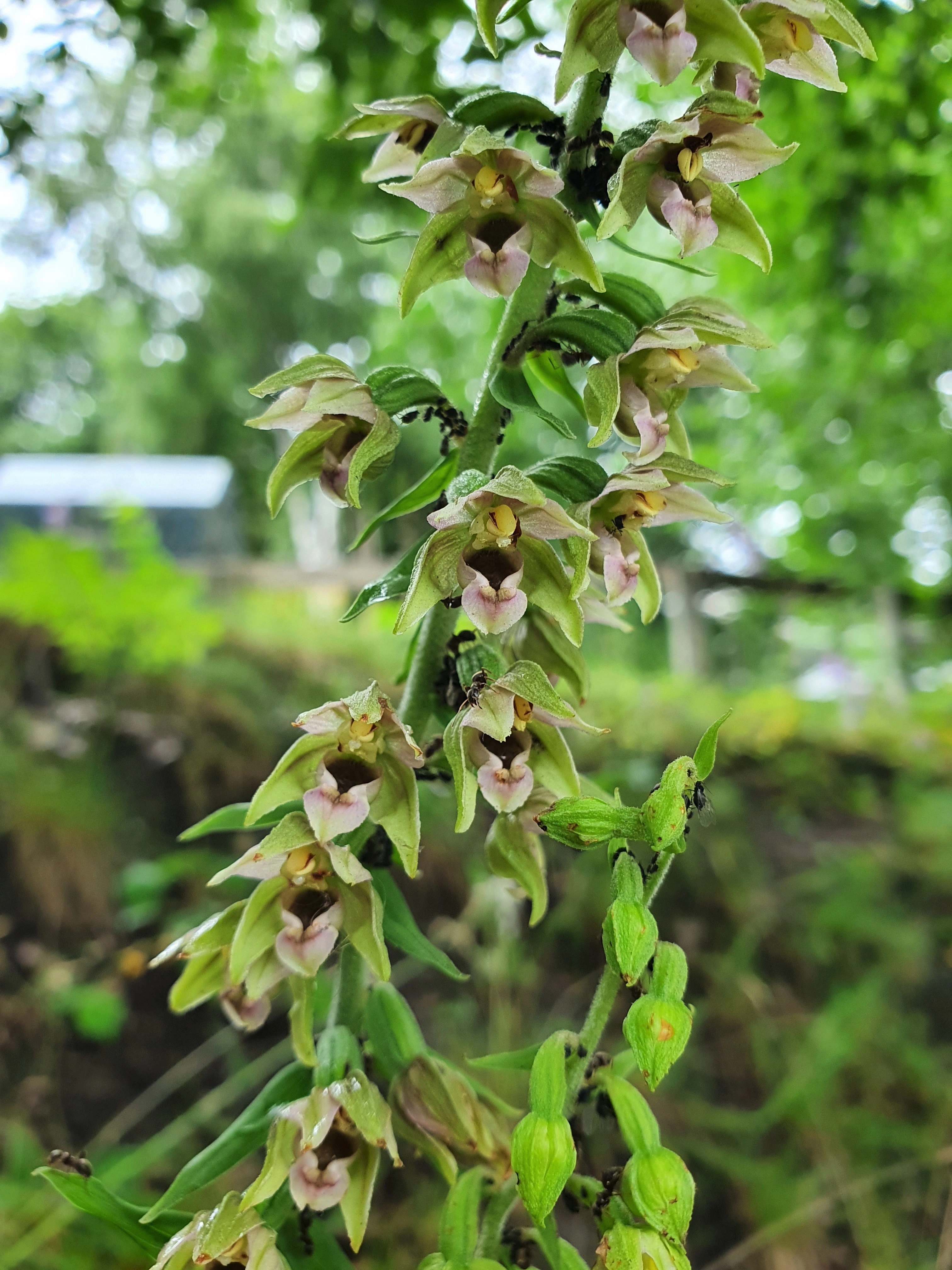 : Epipactis helleborine helleborine.