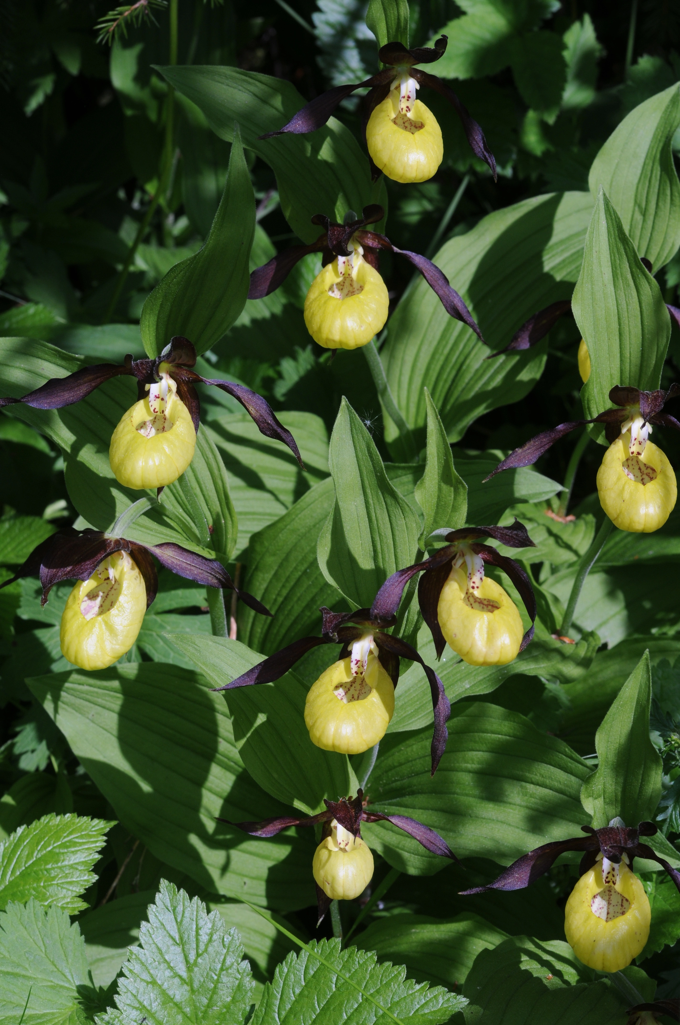 : Cypripedium calceolus.