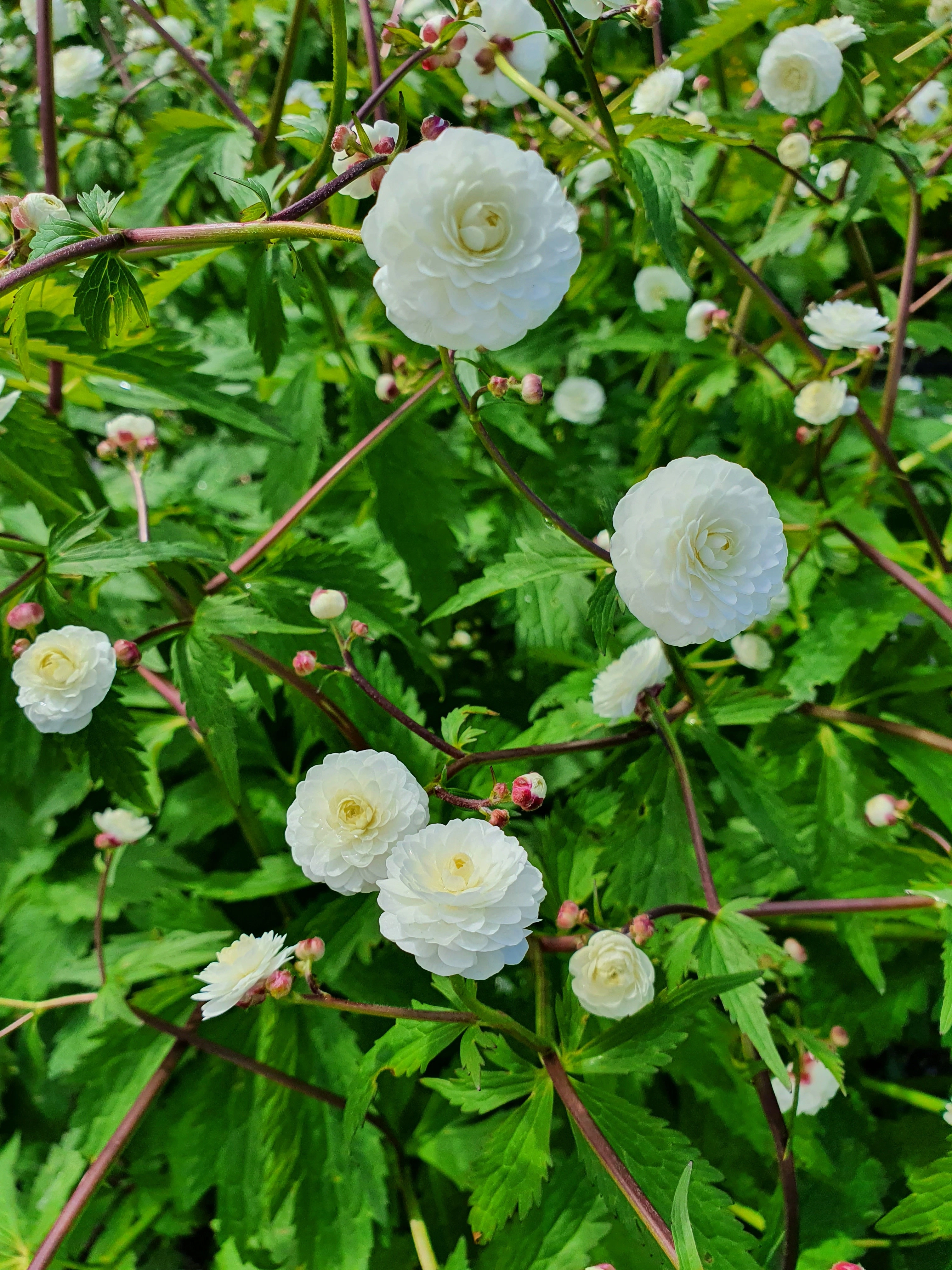 : Ranunculus aconitifolius.