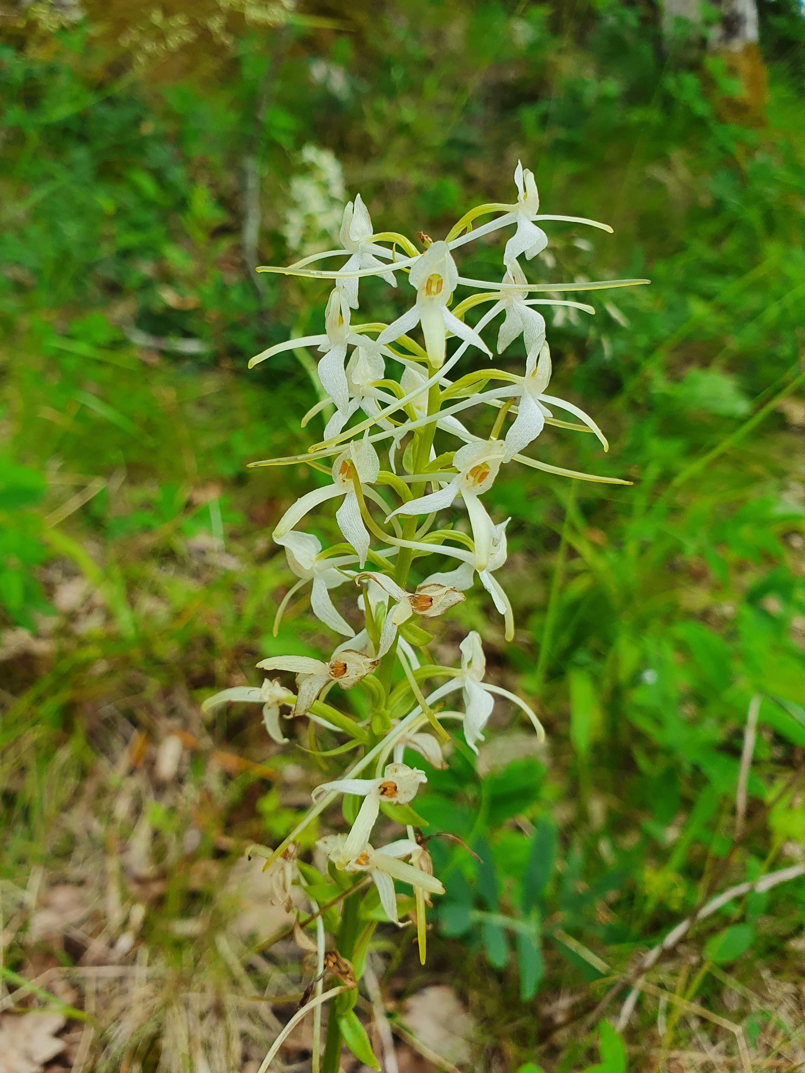 : Platanthera bifolia.