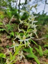 : Platanthera bifolia.