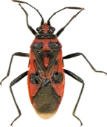 : Corizus hyoscyami.