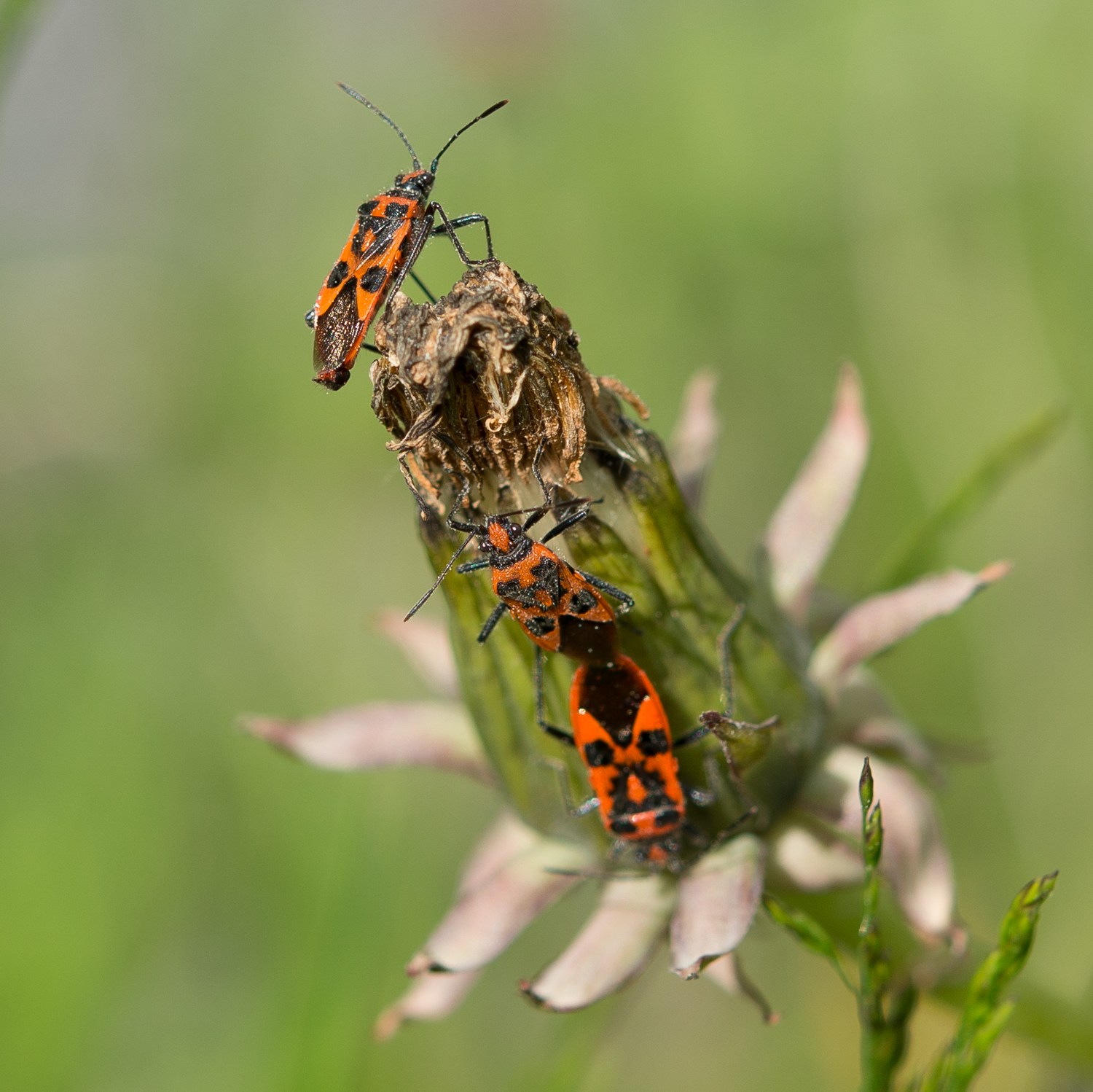 : Corizus hyoscyami.