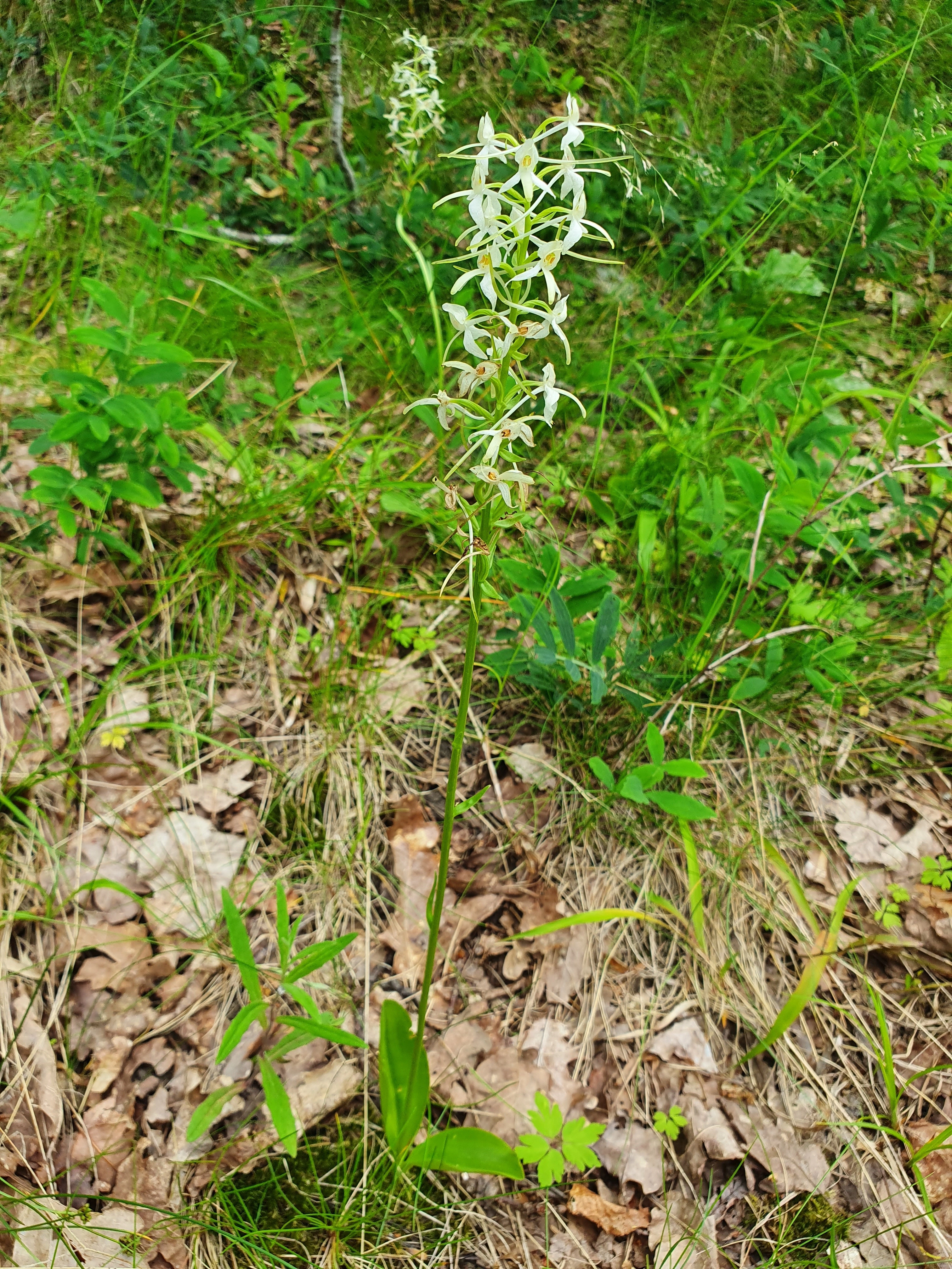 : Platanthera bifolia.