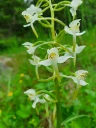 : Platanthera chlorantha.