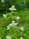 : Platanthera chlorantha.
