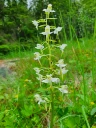 : Platanthera chlorantha.
