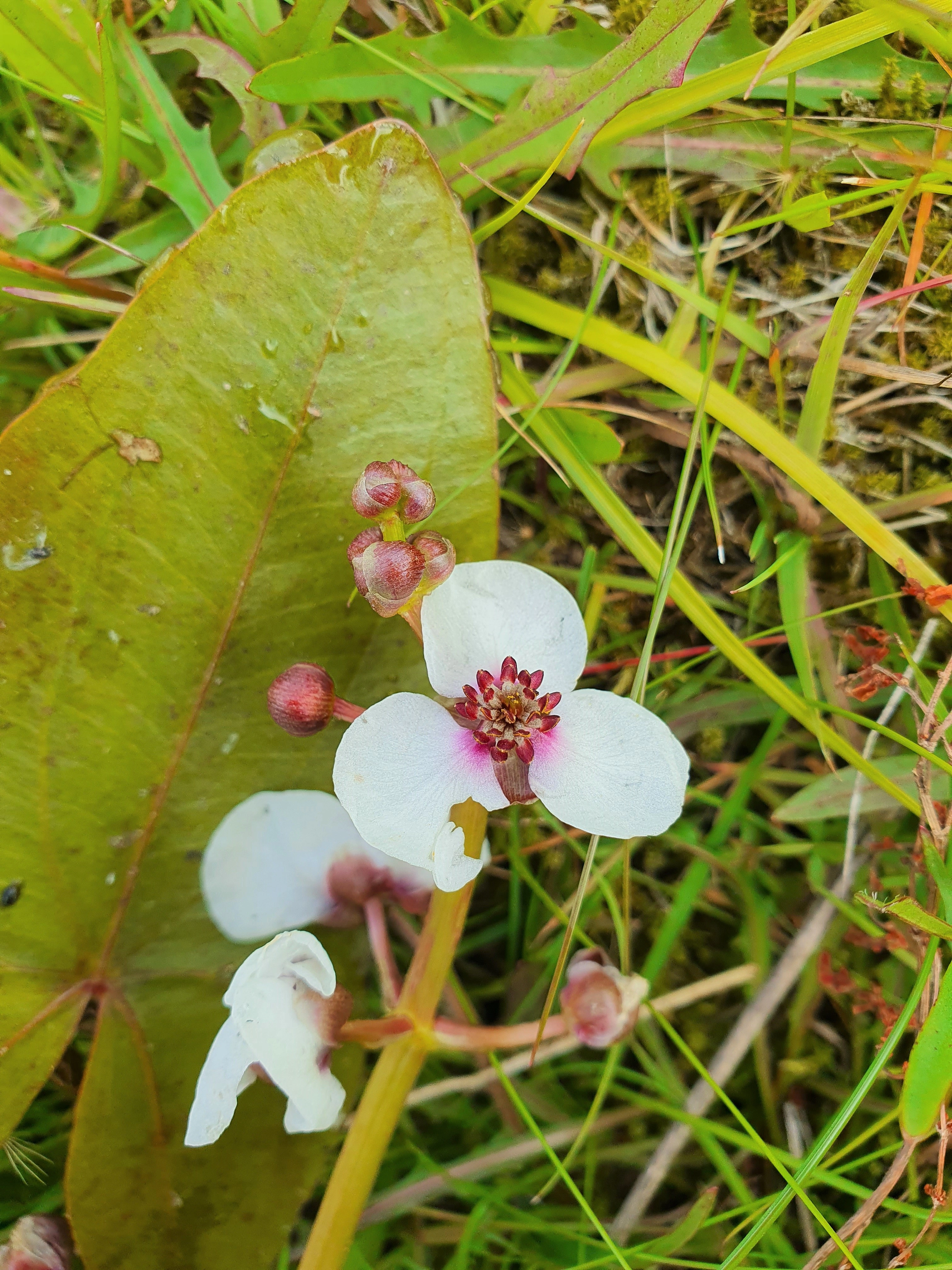 : Sagittaria sagittifolia.