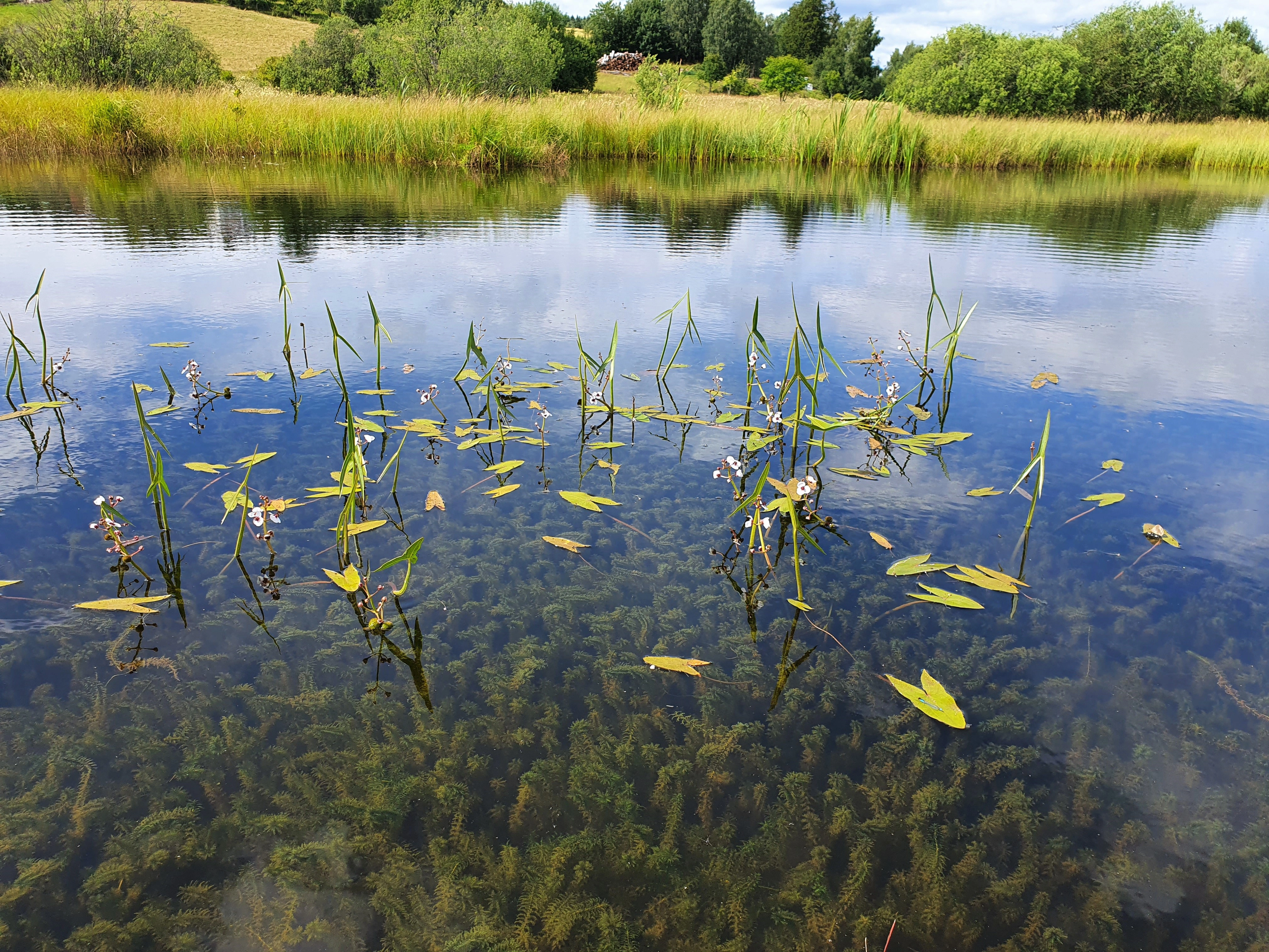 : Sagittaria sagittifolia.