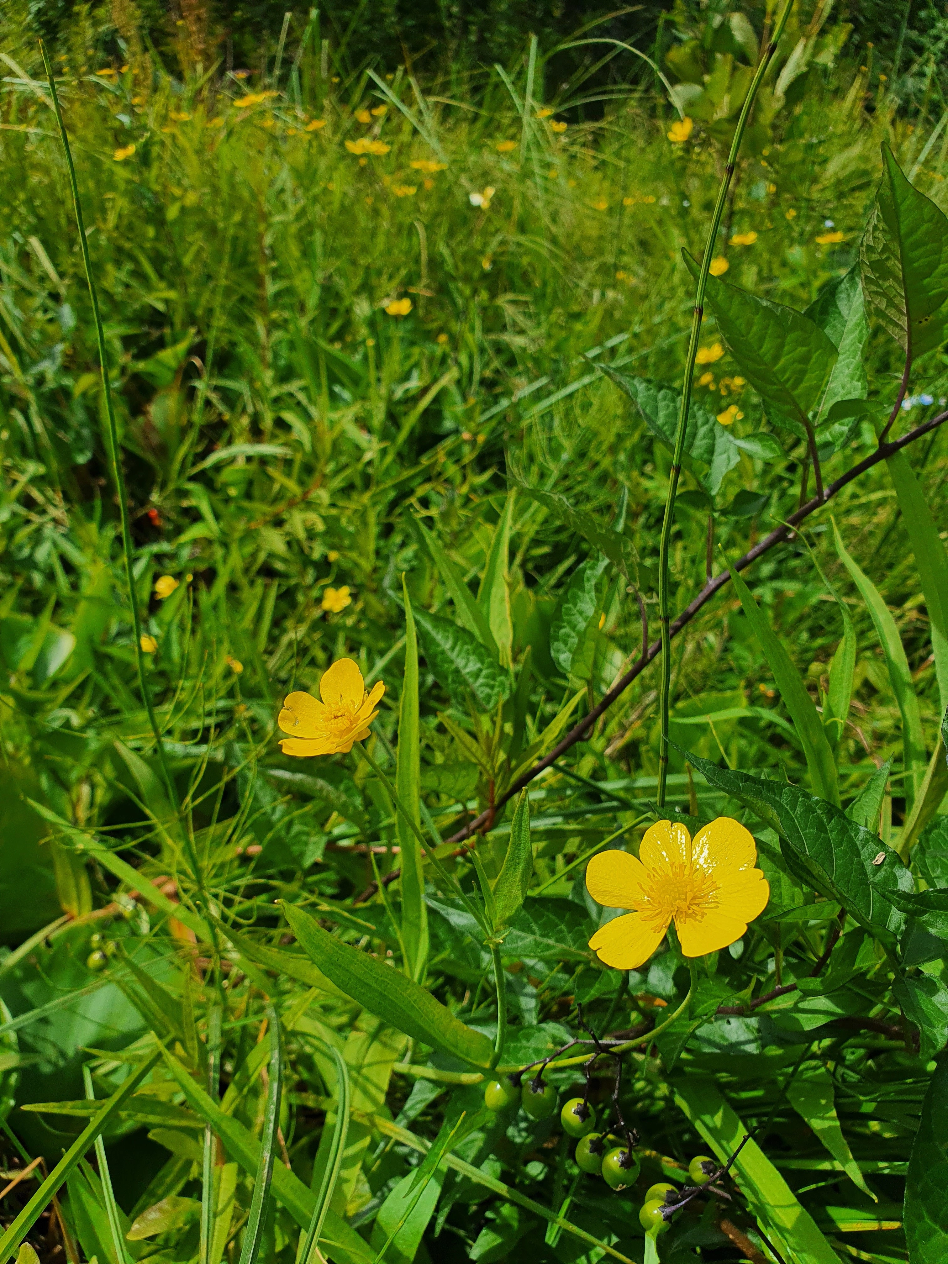 : Ranunculus lingua.