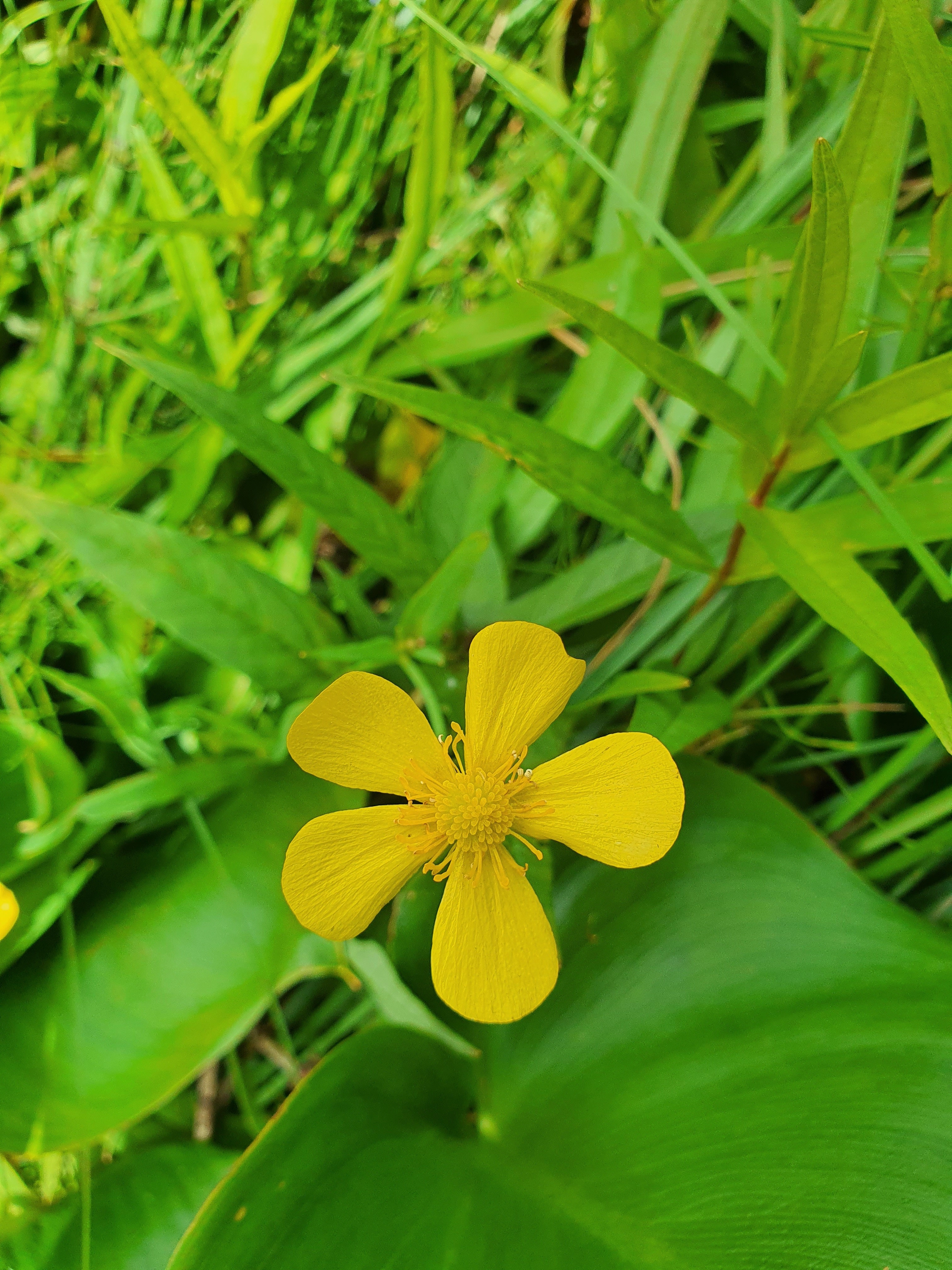 : Ranunculus lingua.