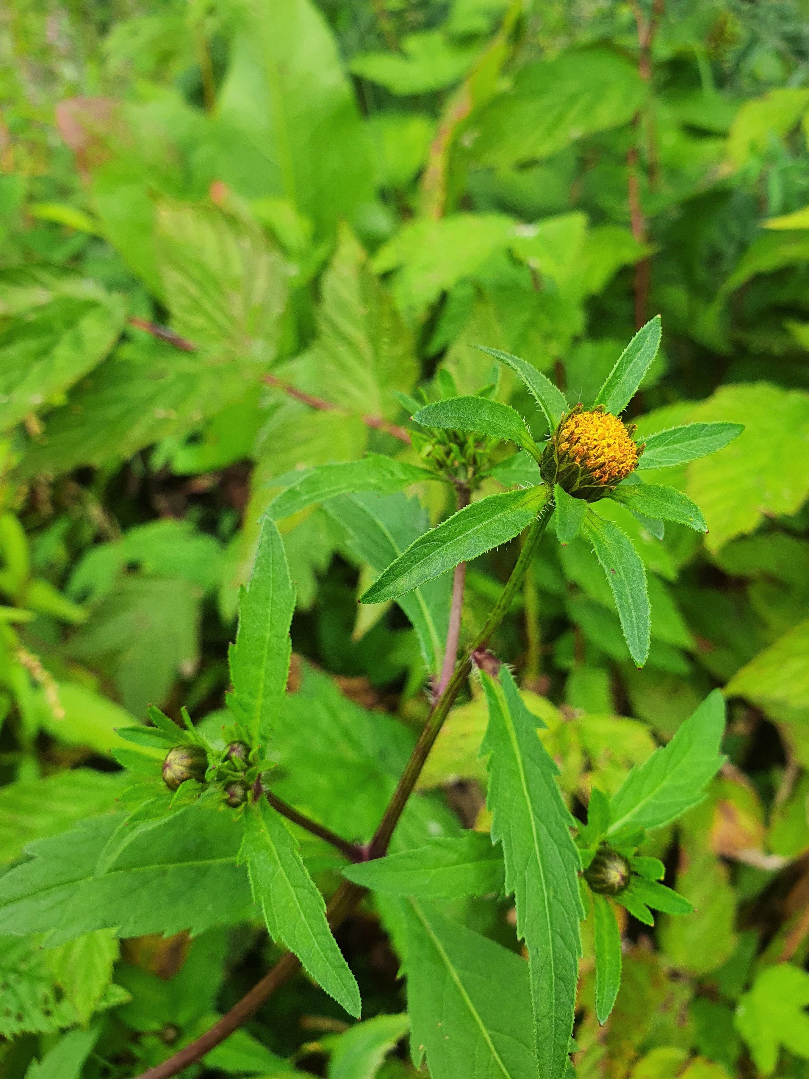 : Bidens tripartita.