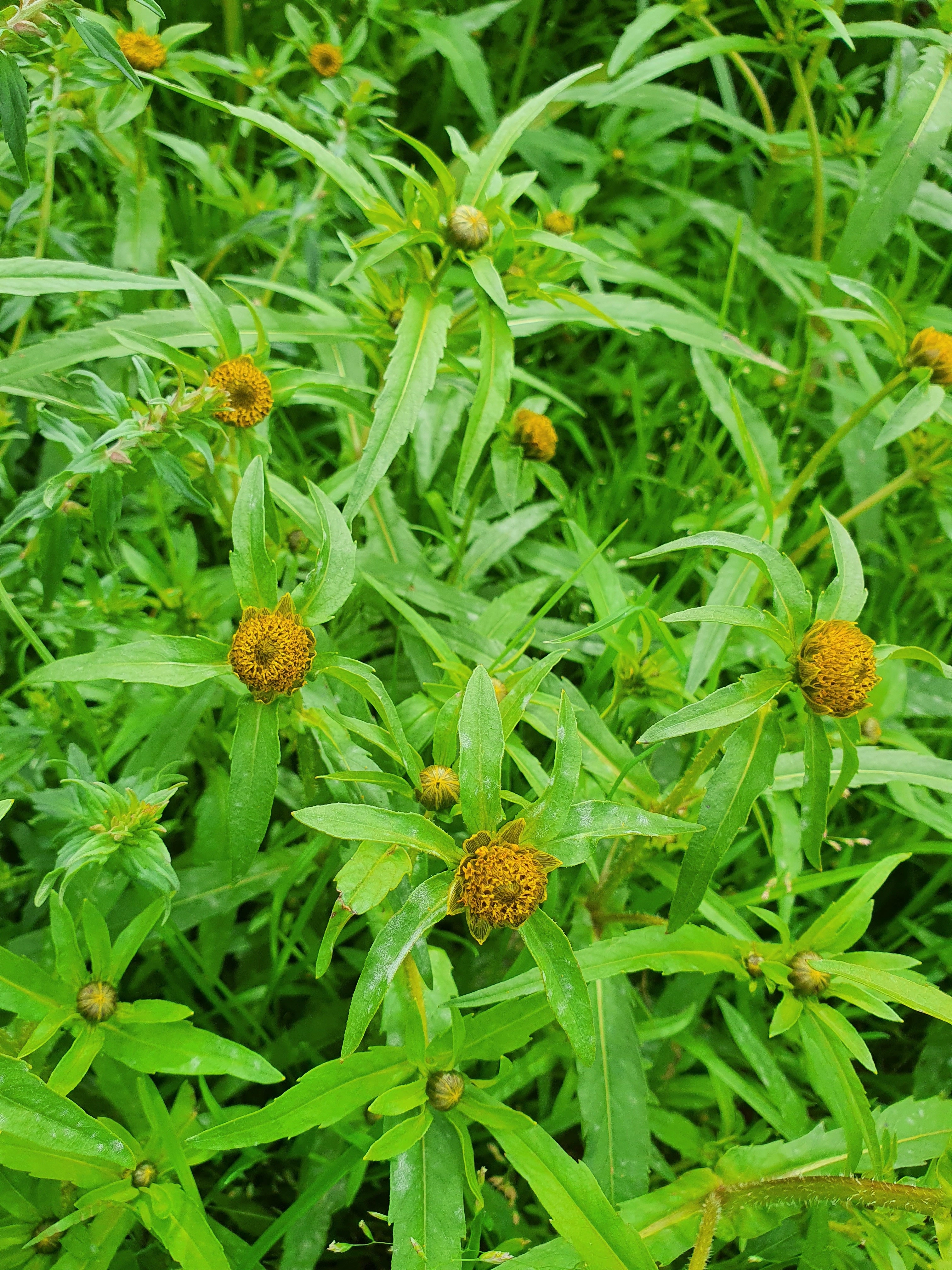 : Bidens tripartita.