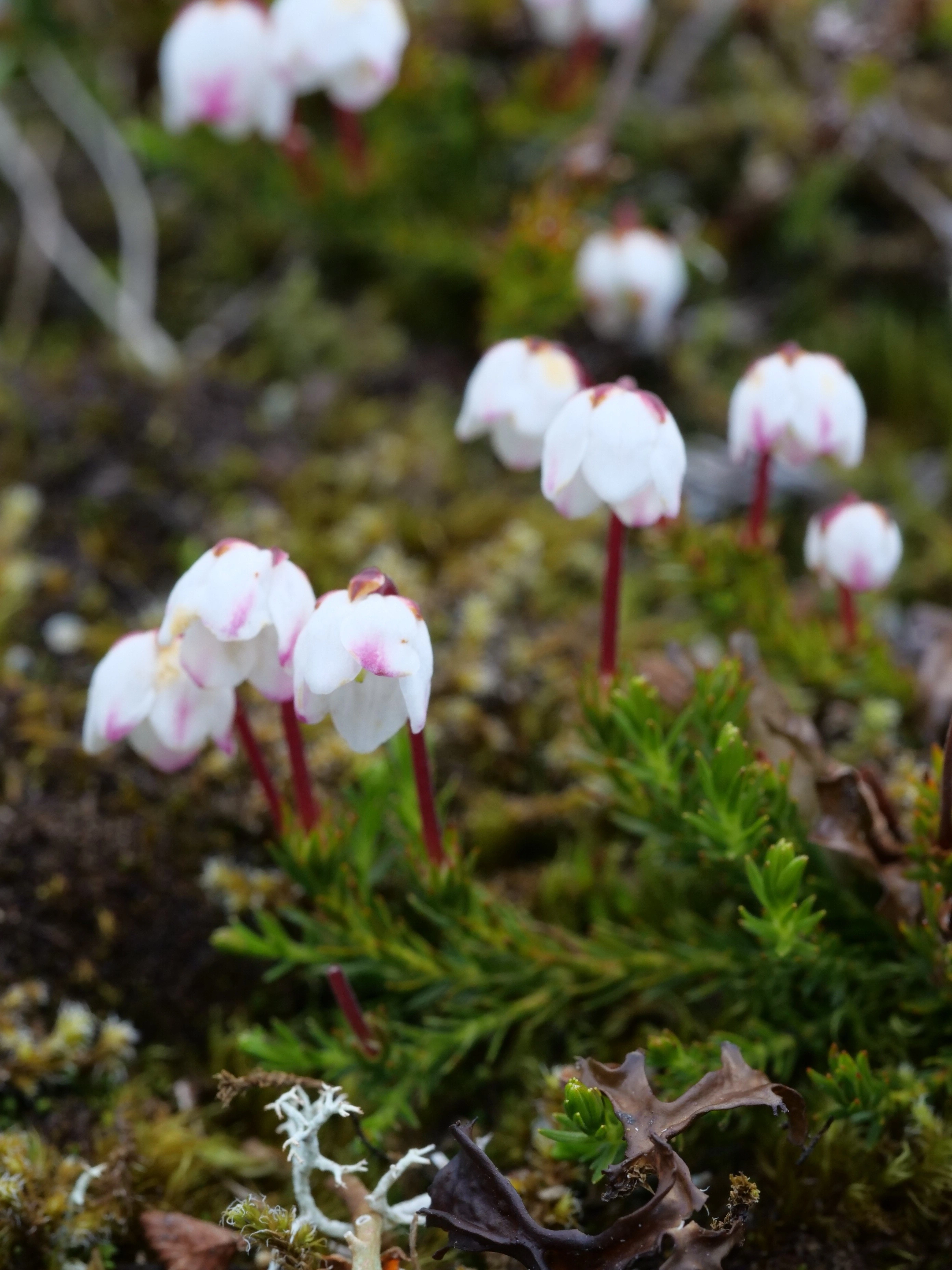 : Harrimanella hypnoides.