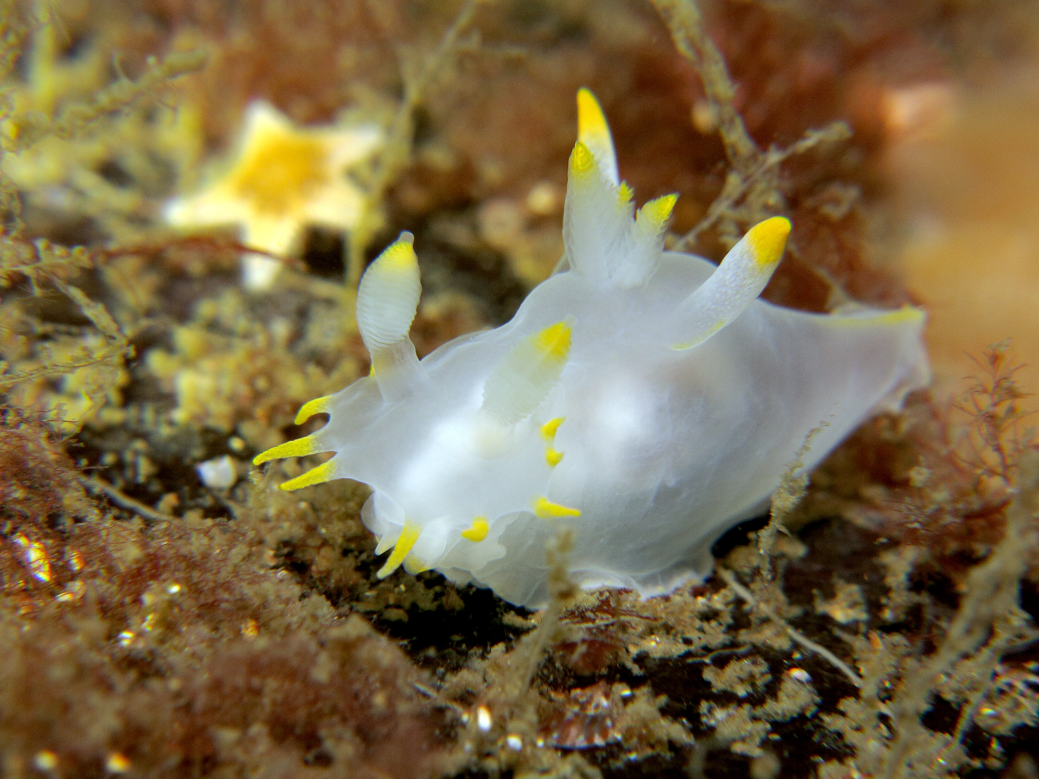 : Polycera kernowensis.