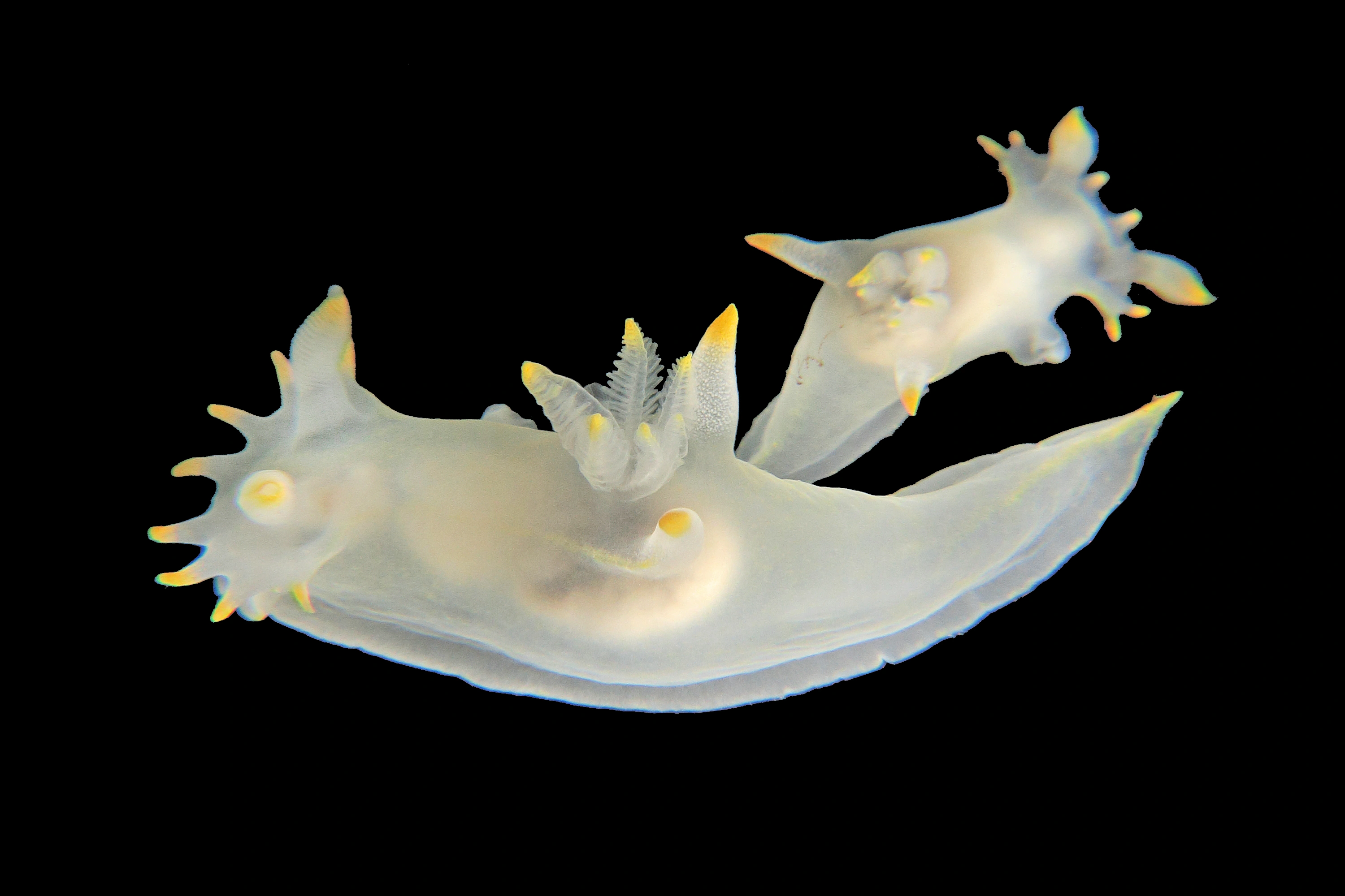 : Polycera kernowensis.