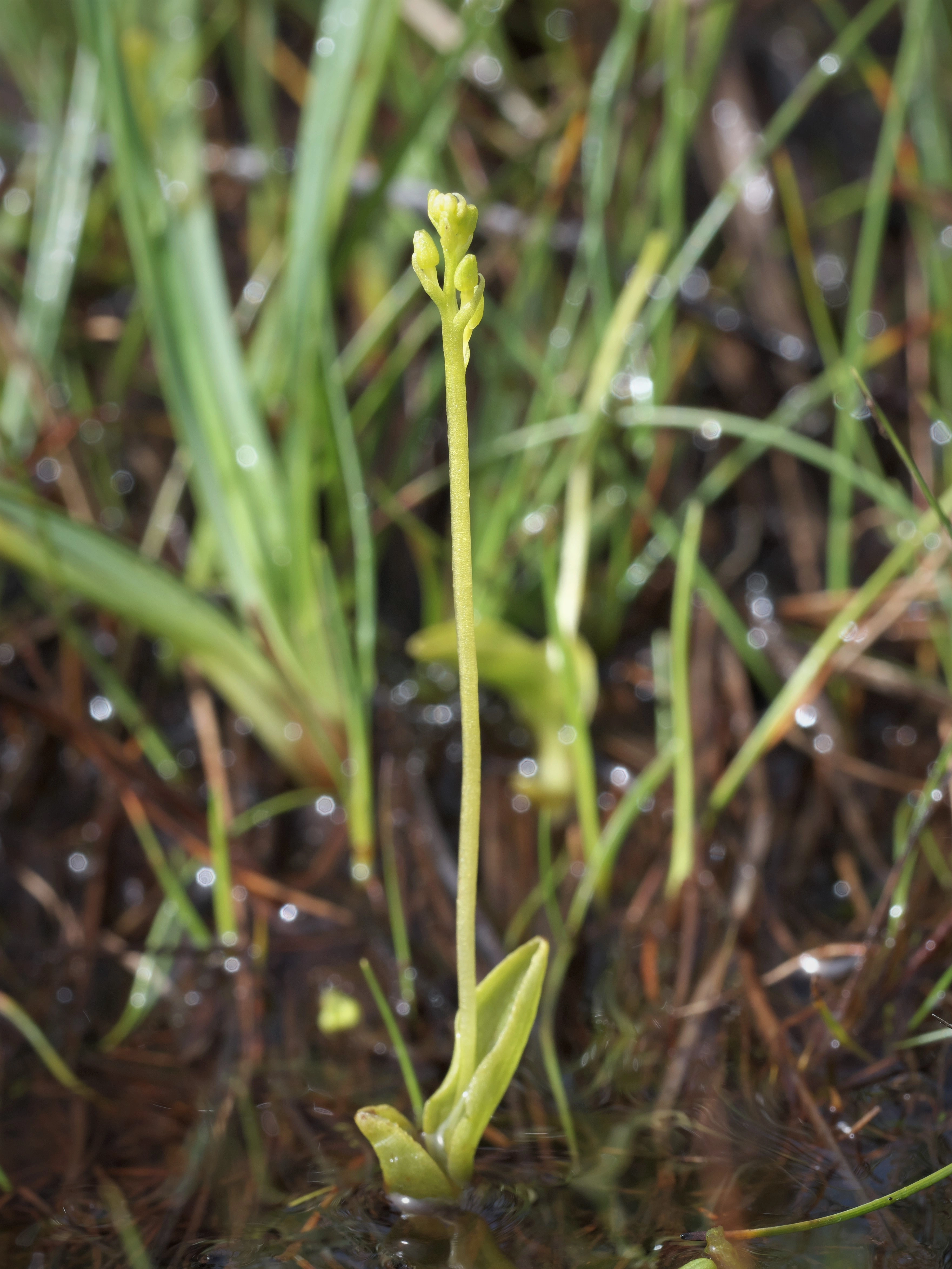 : Hammarbya paludosa.