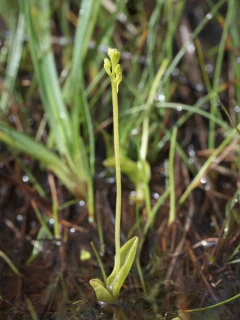 myggblomslekta