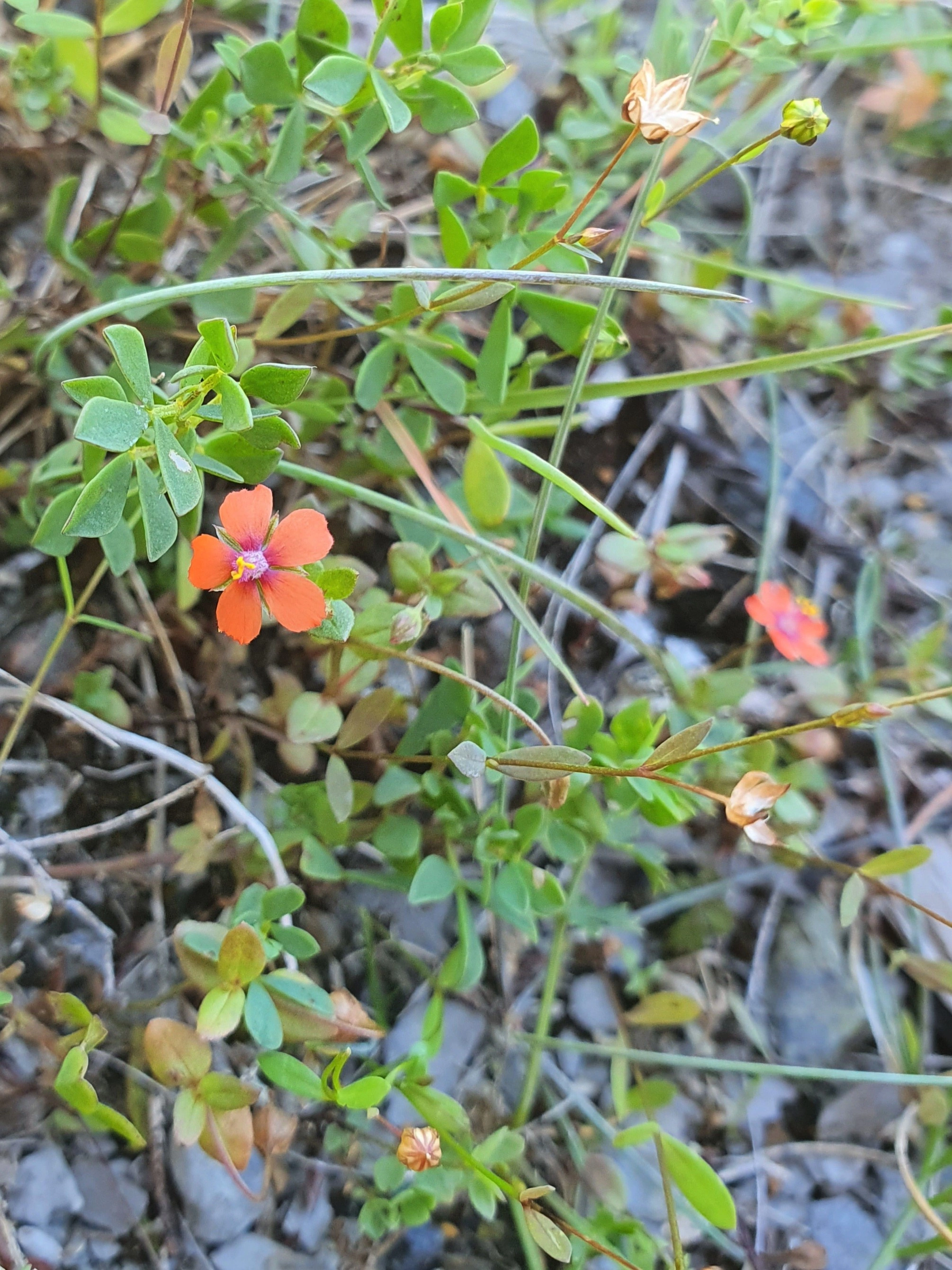 : Lysimachia arvensis.