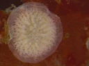 : Lichenopora verrucaria.