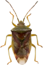 : Elasmucha grisea.