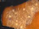 : Alcyonidium gelatinosum.