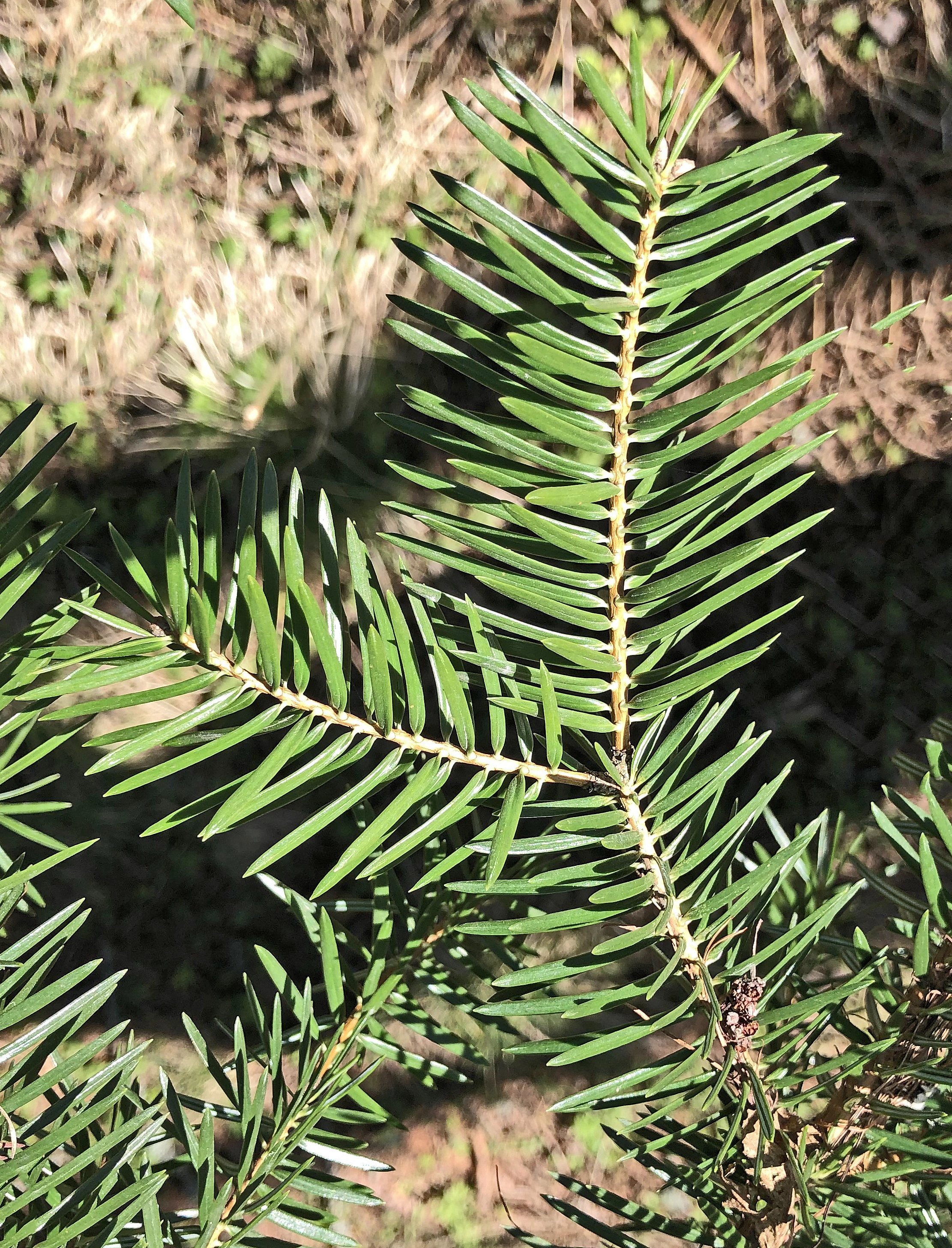 : Abies cephalonica.