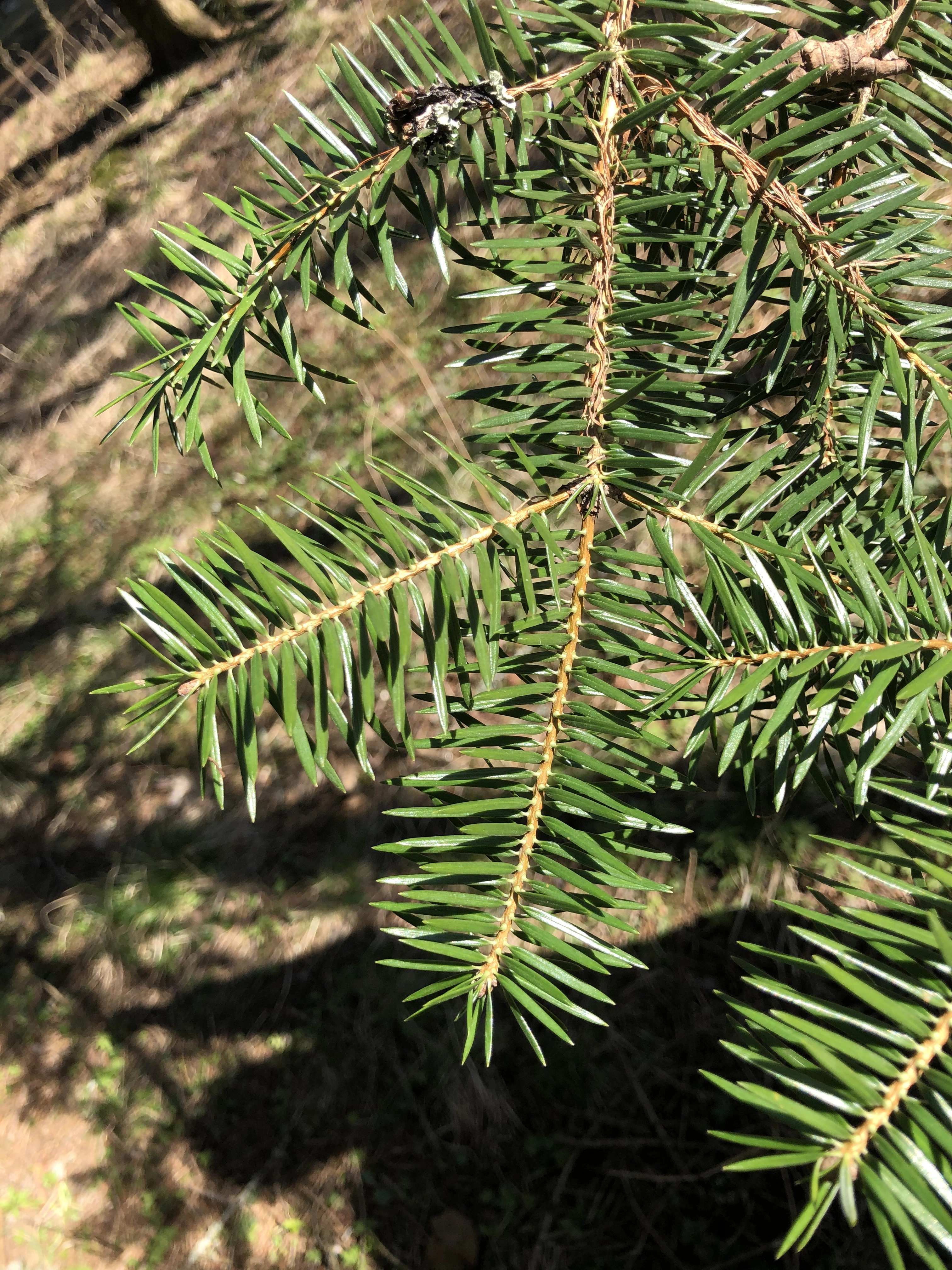 : Abies cephalonica.