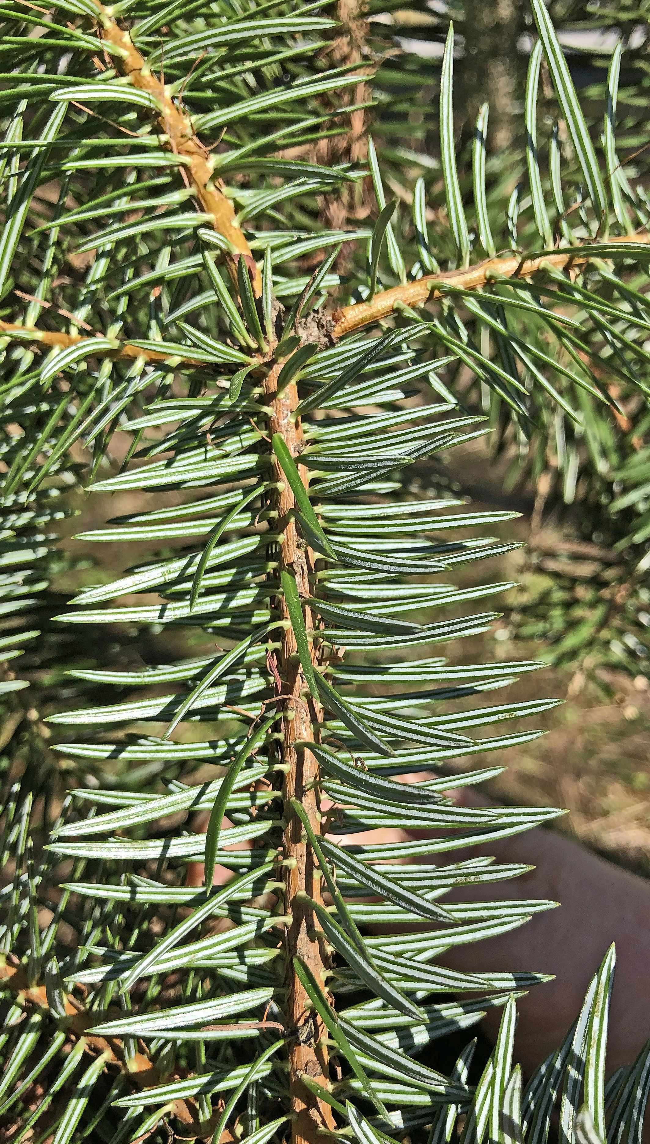 : Abies cephalonica.