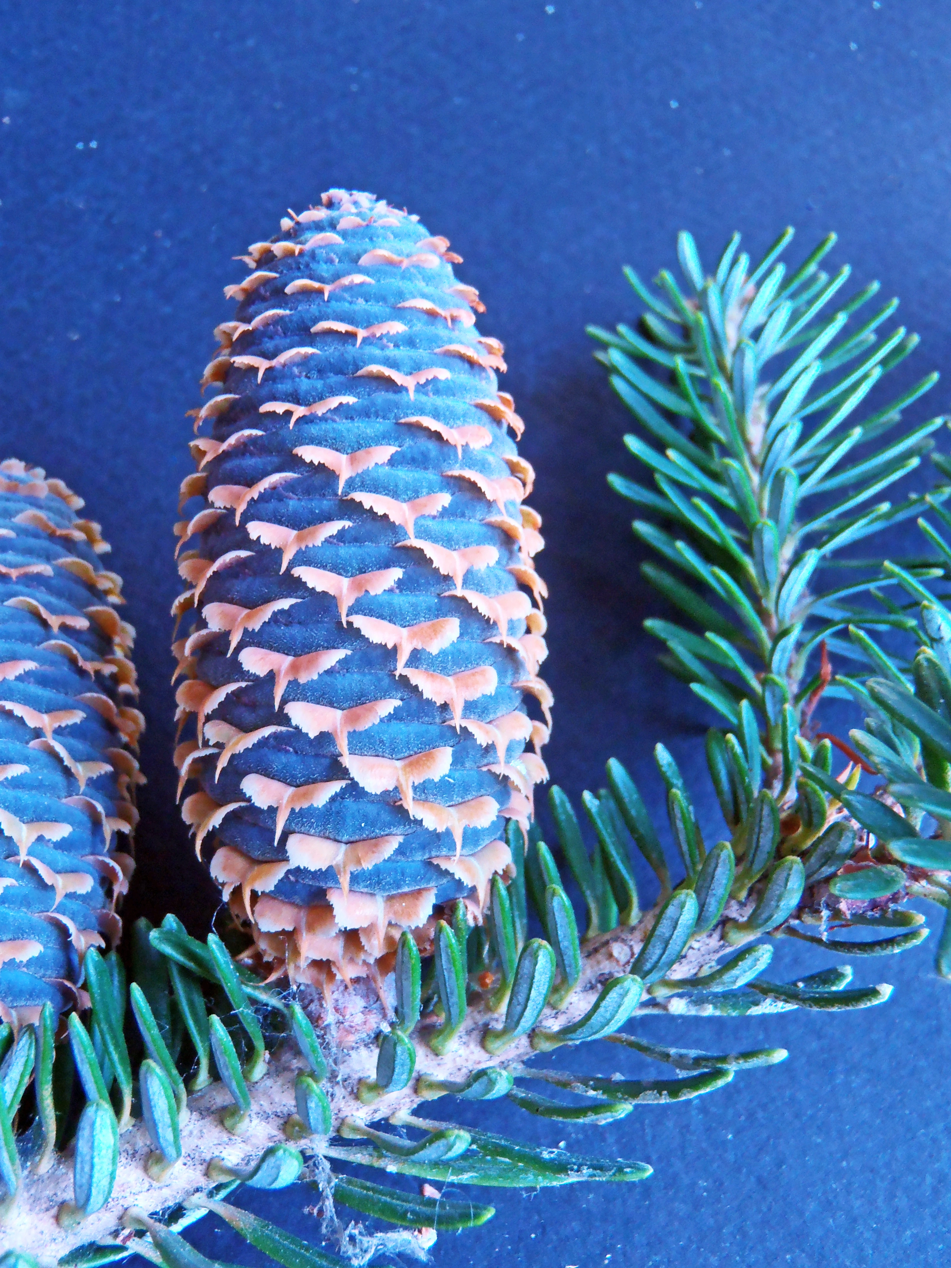 : Abies koreana.