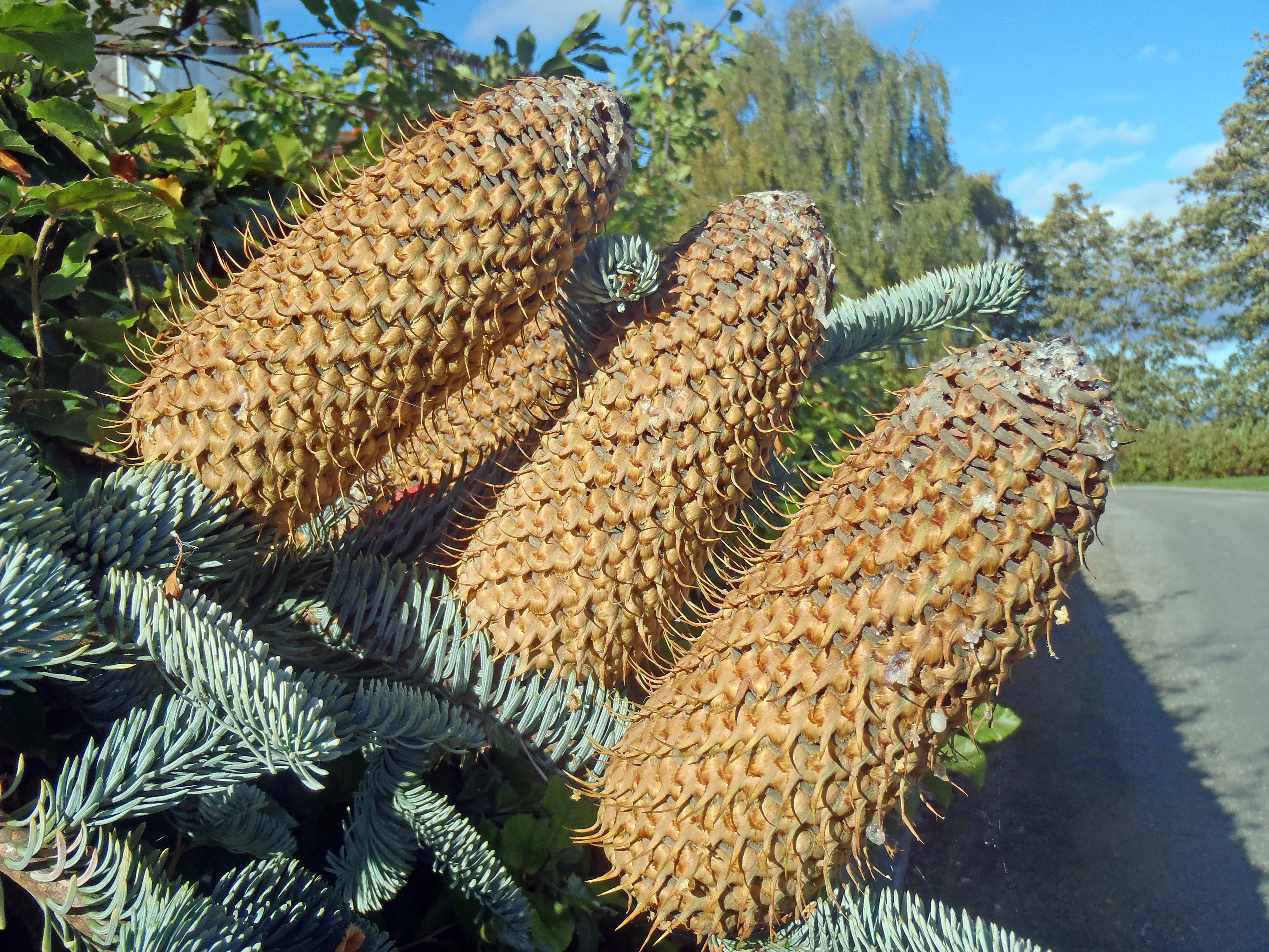 : Abies magnifica.