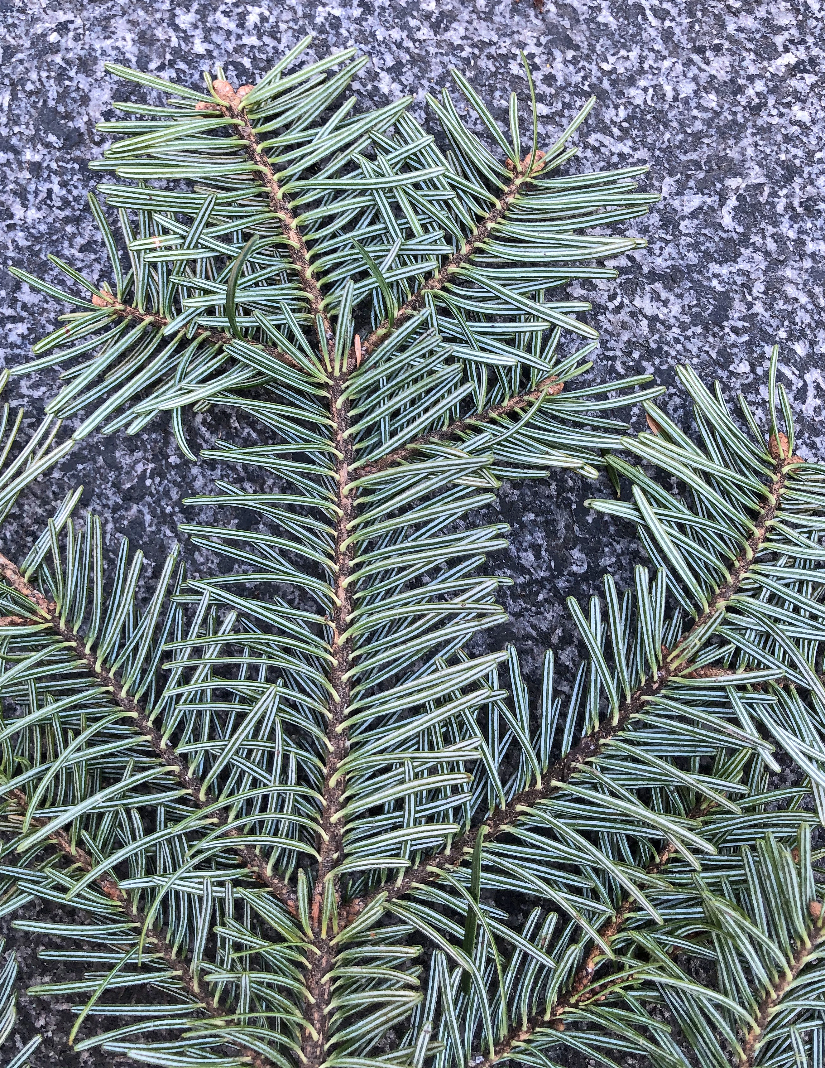 : Abies nordmanniana.