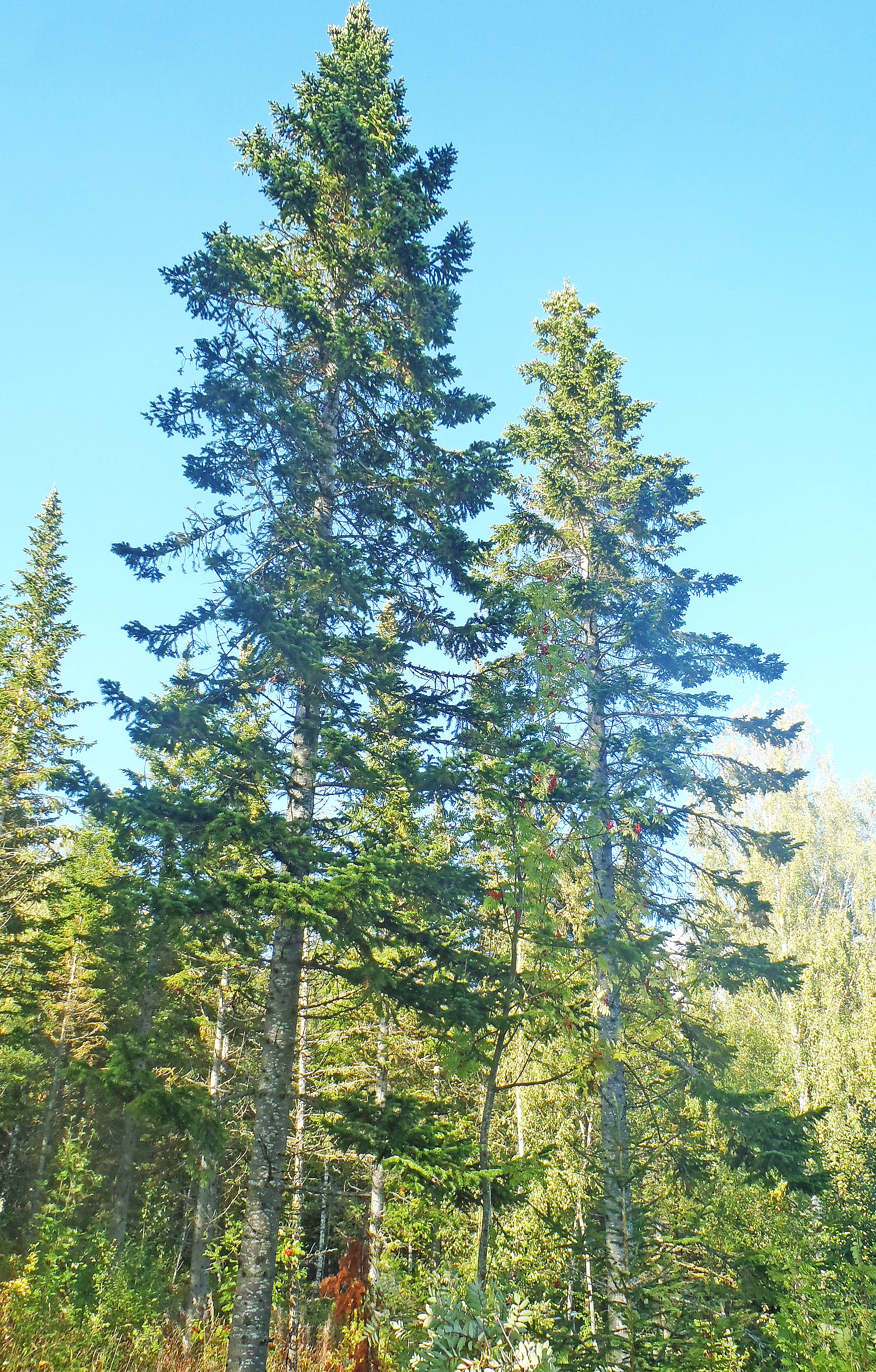 : Abies nordmanniana.