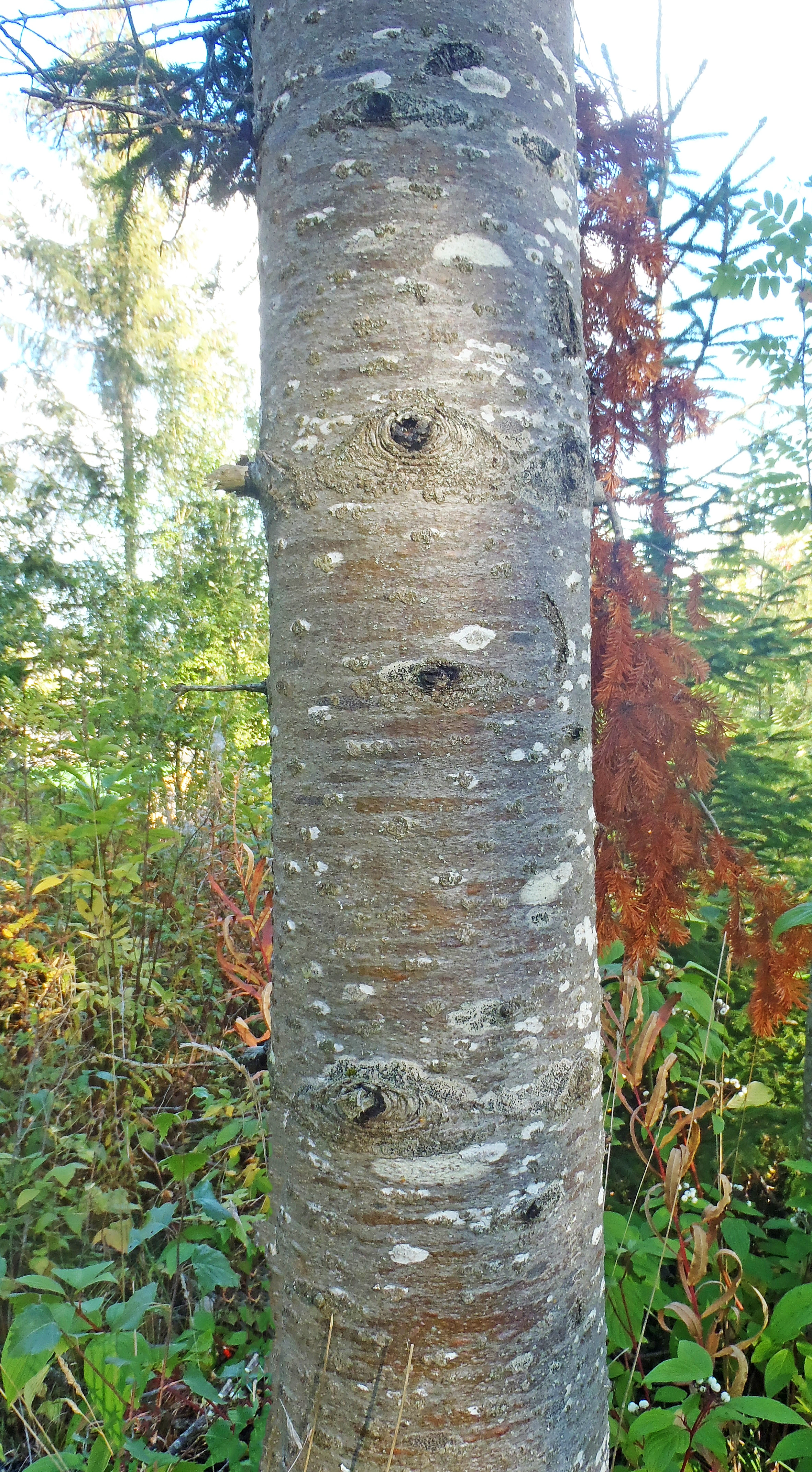 : Abies nordmanniana.