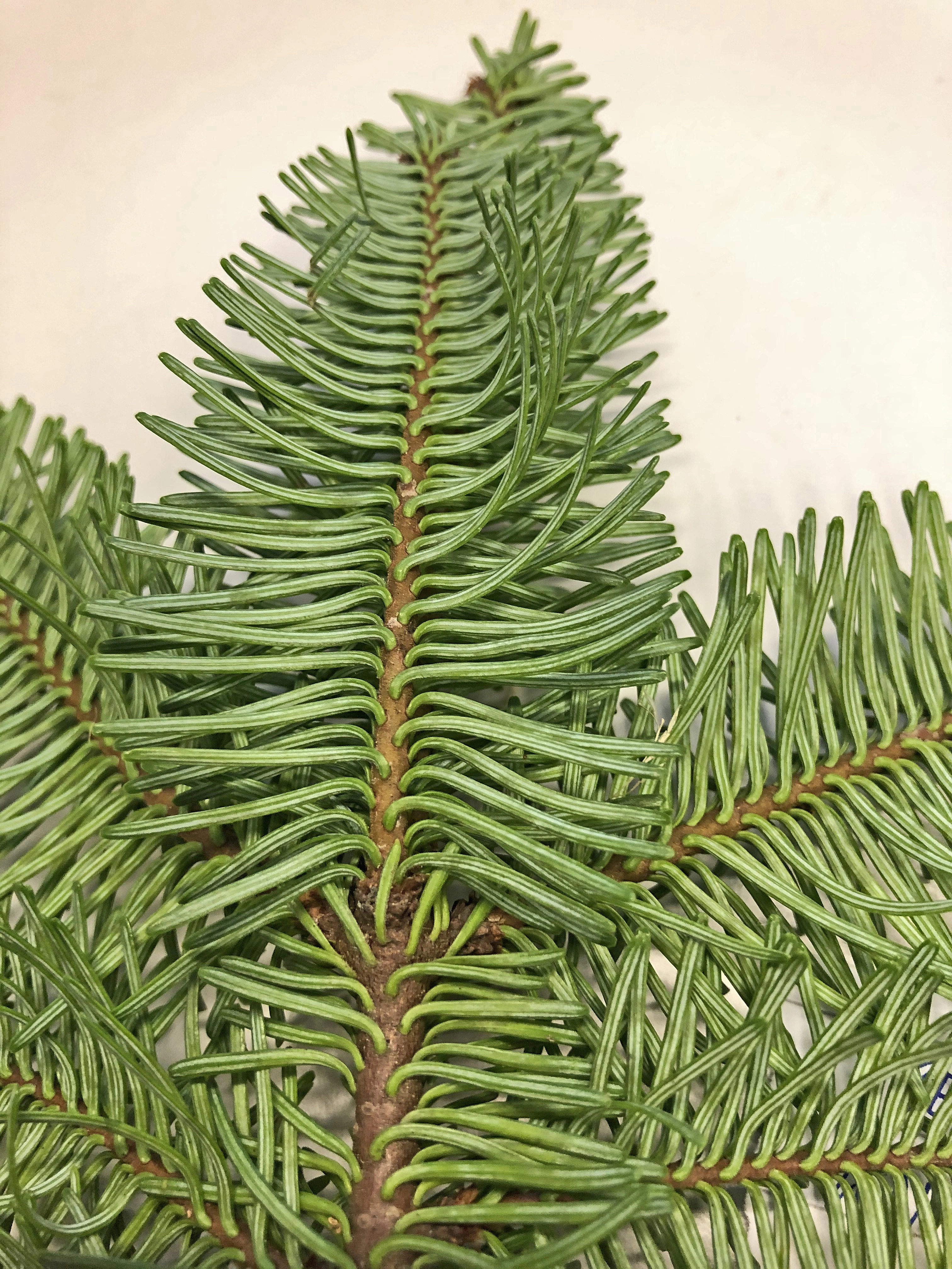 : Abies procera.