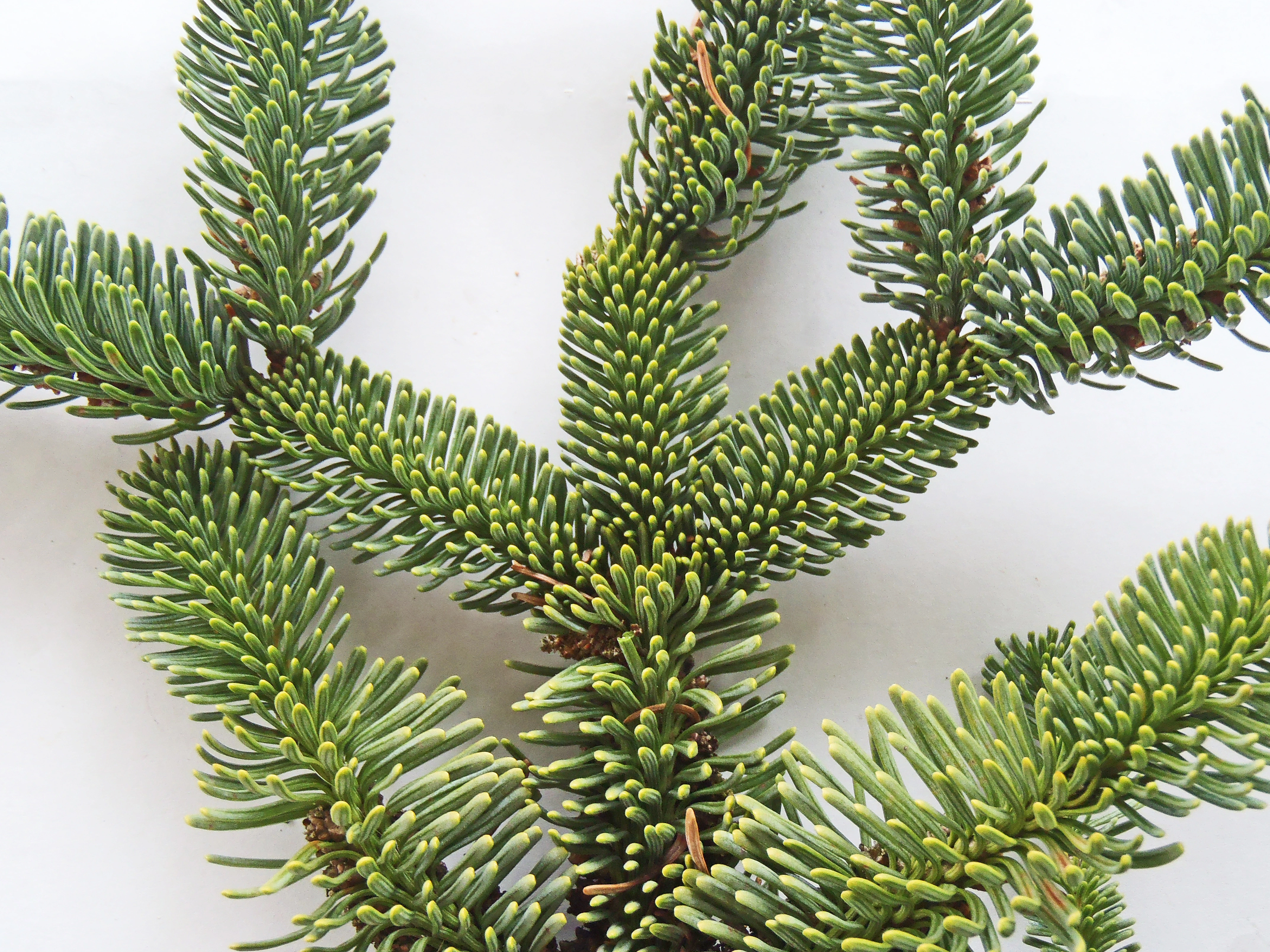 : Abies procera.