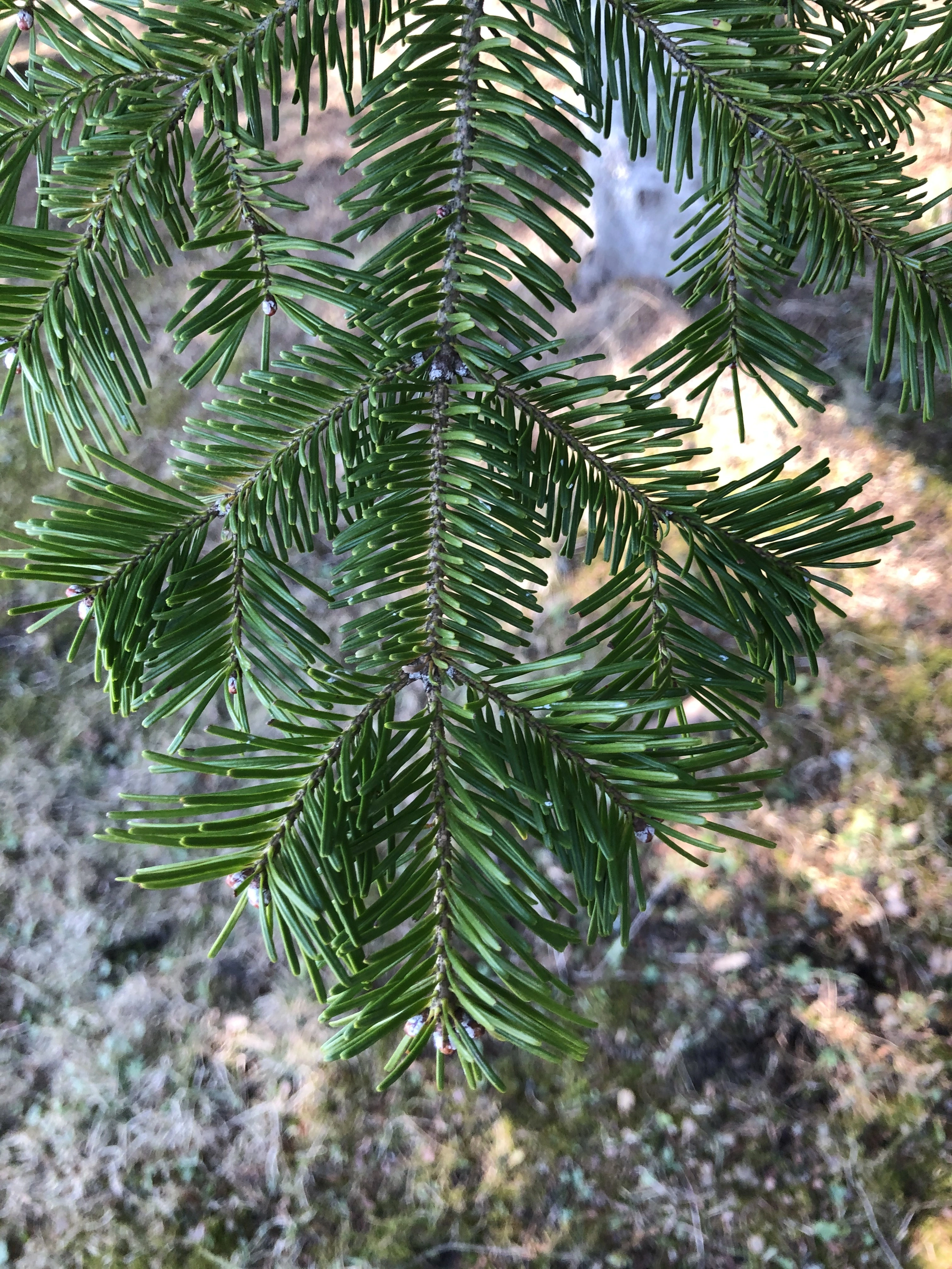 : Abies sibirica.